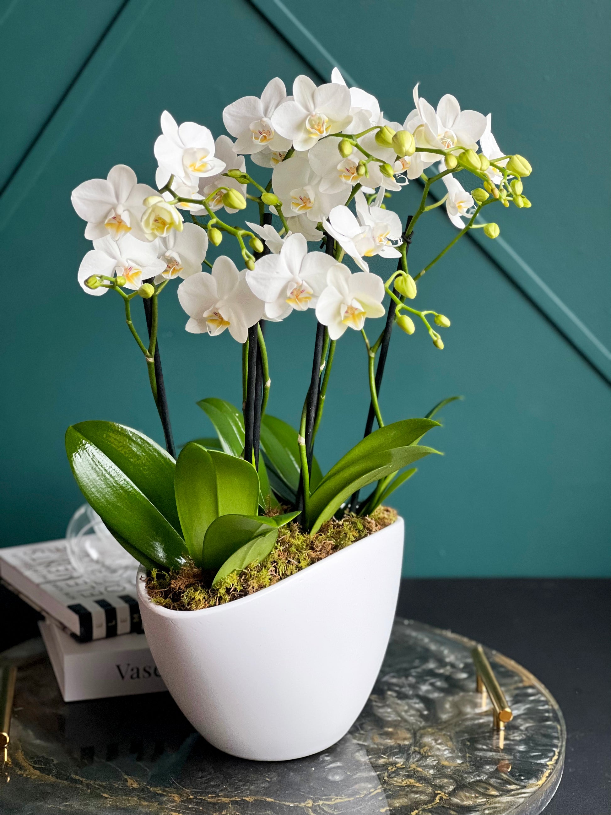 Fresh white orchids arranged in a stylish ceramic planter for luxury gifting