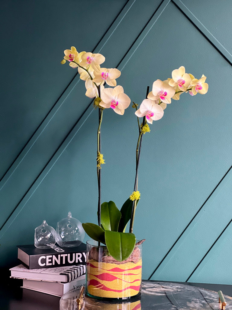 Fresh yellow orchid plant in clear glass vase with decorative sand