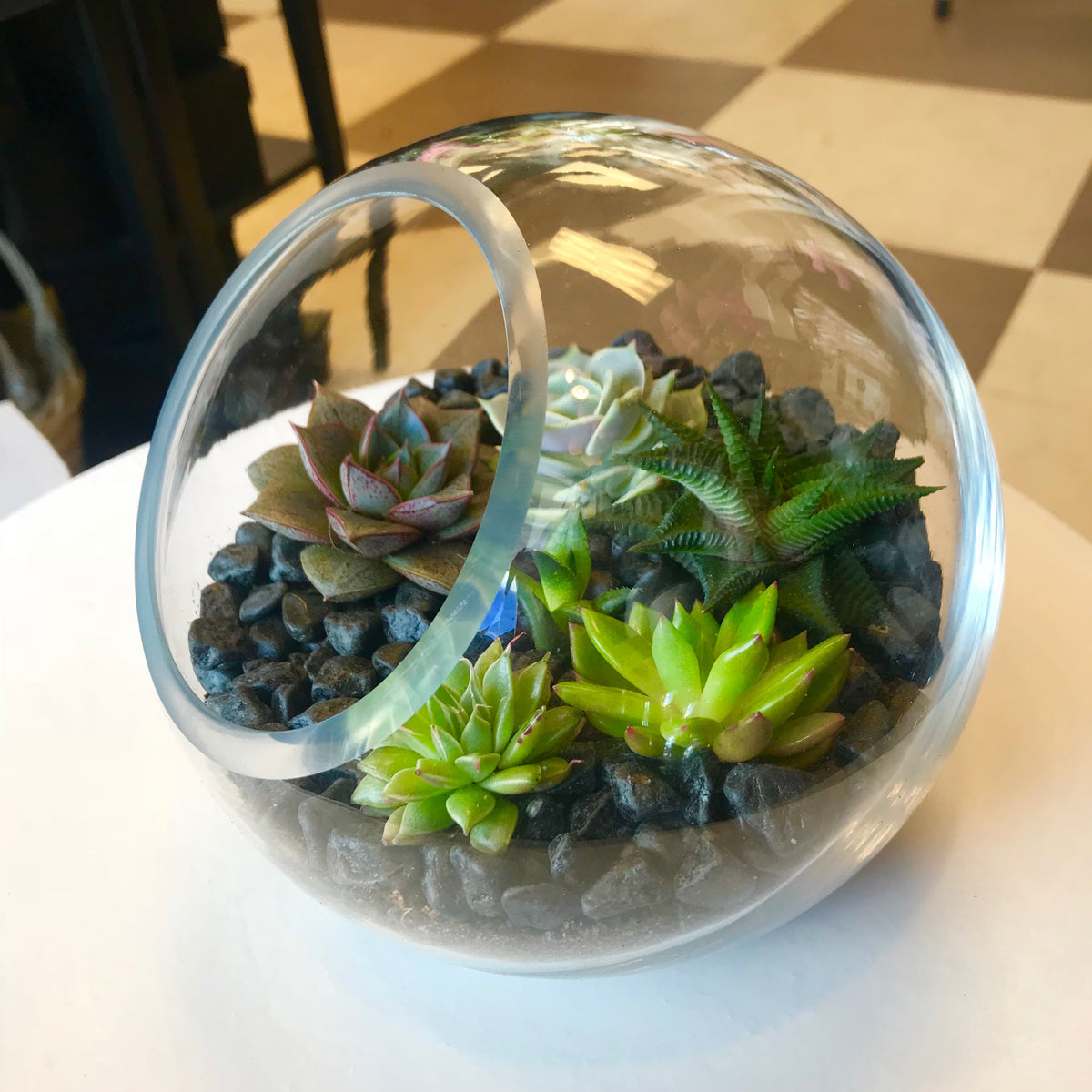 Glass succulent garden with assorted live plants in Miami
