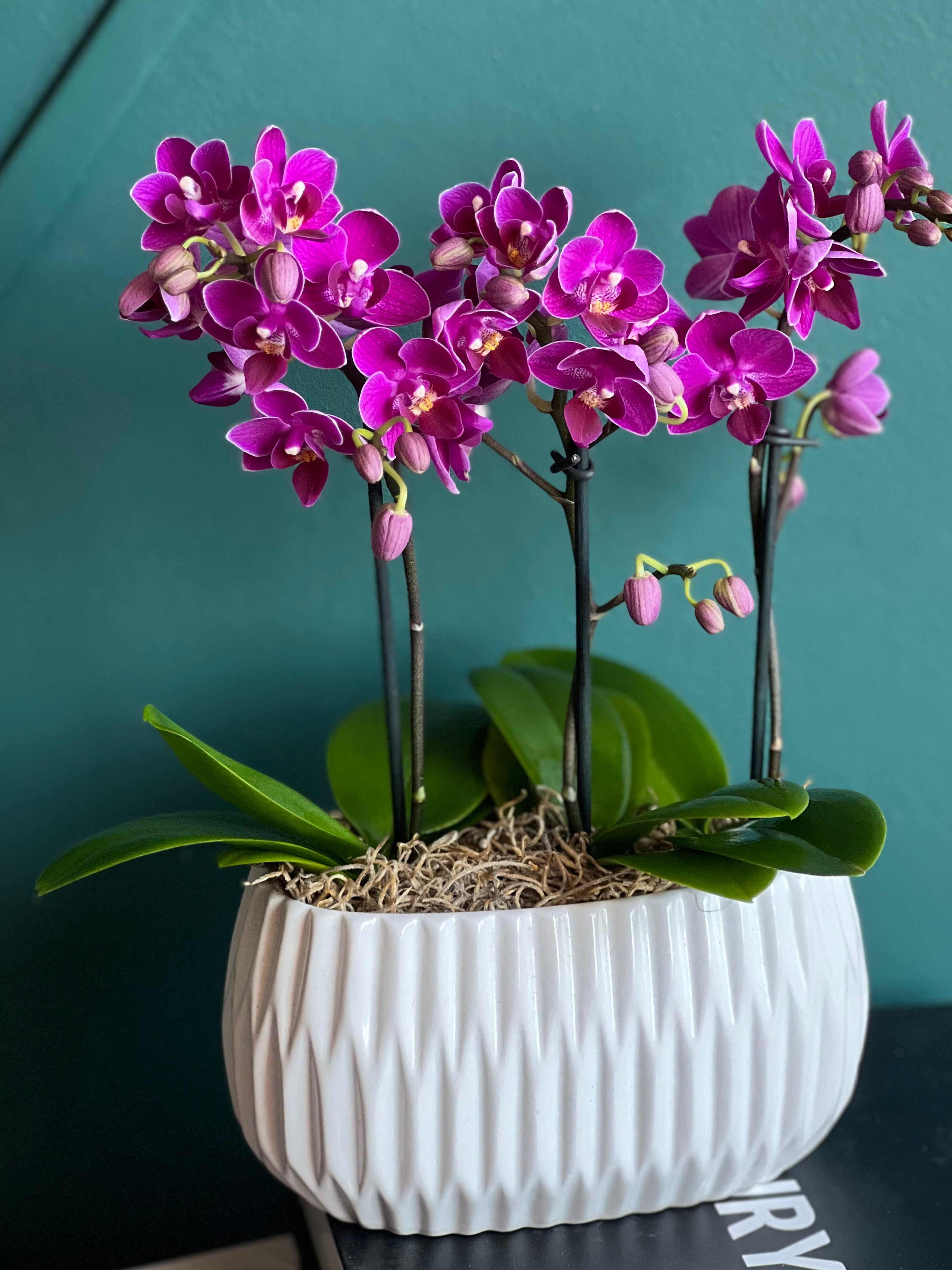 Healthy blooming orchid displayed in a decorative white cement planter.