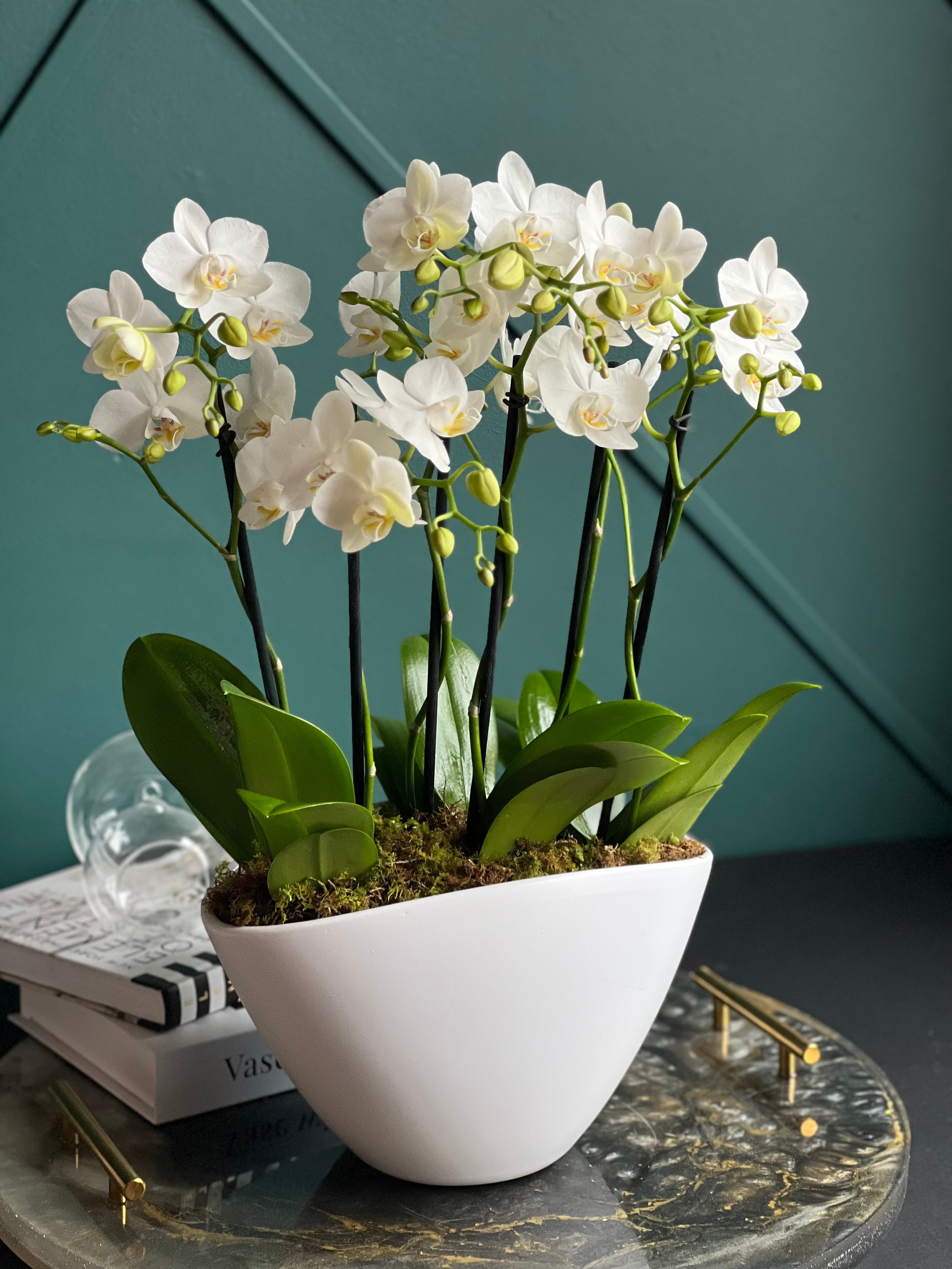 Live white Phalaenopsis orchids in contemporary ceramic vase by Luxury Flowers Miami
