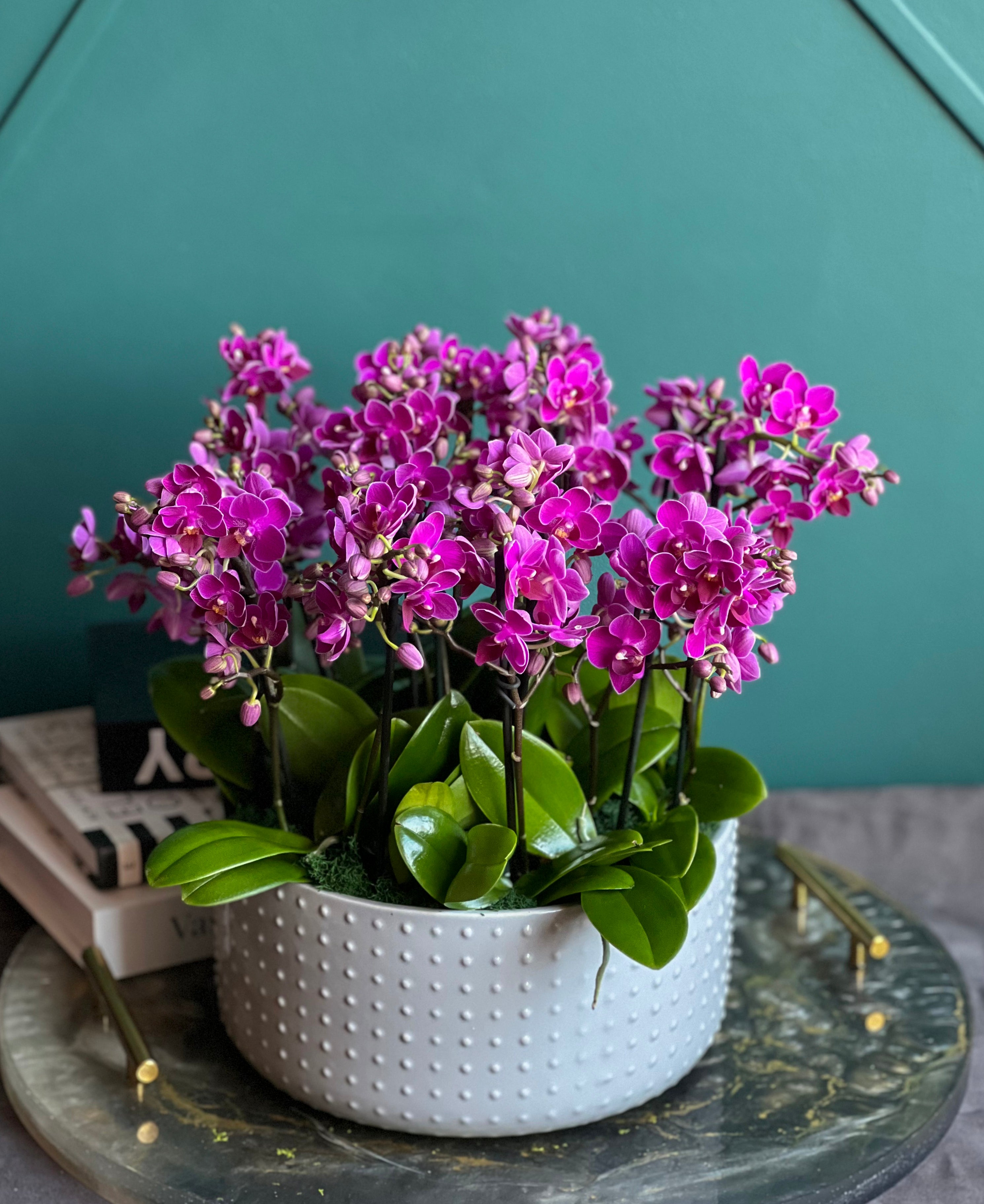 ORCHIDS