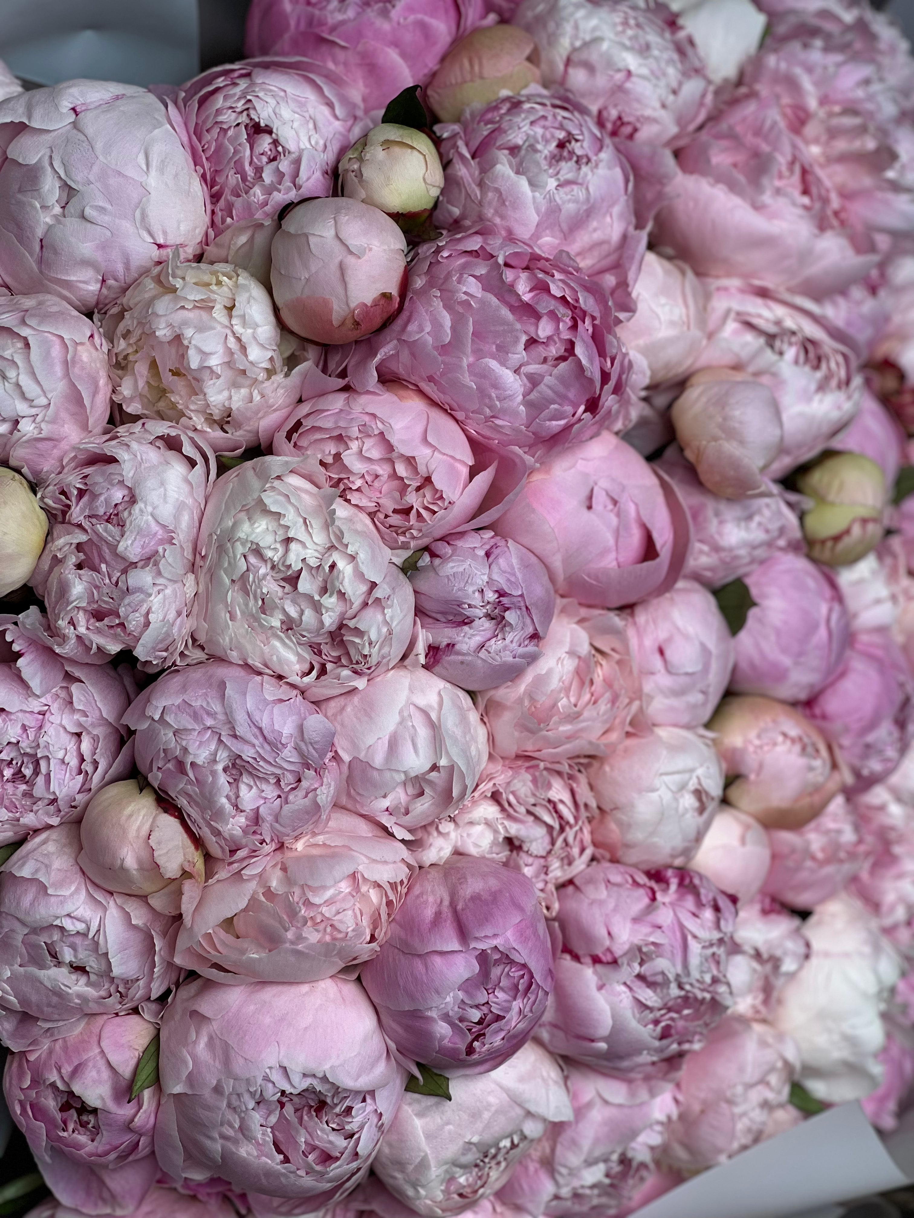 100 Pink Peonies Bouquet – Luxury Peony Delivery Miami