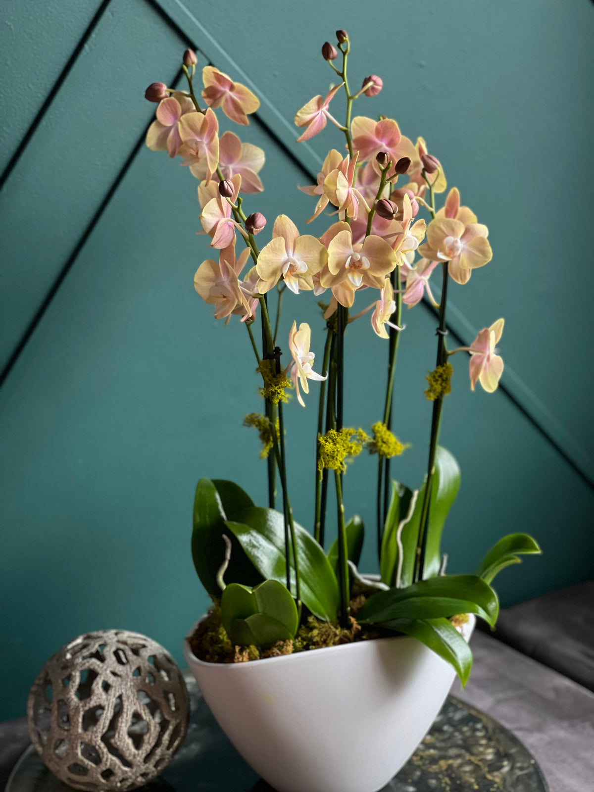 Orchid Plant Subscription – Potted Orchids & Plant Arrangements