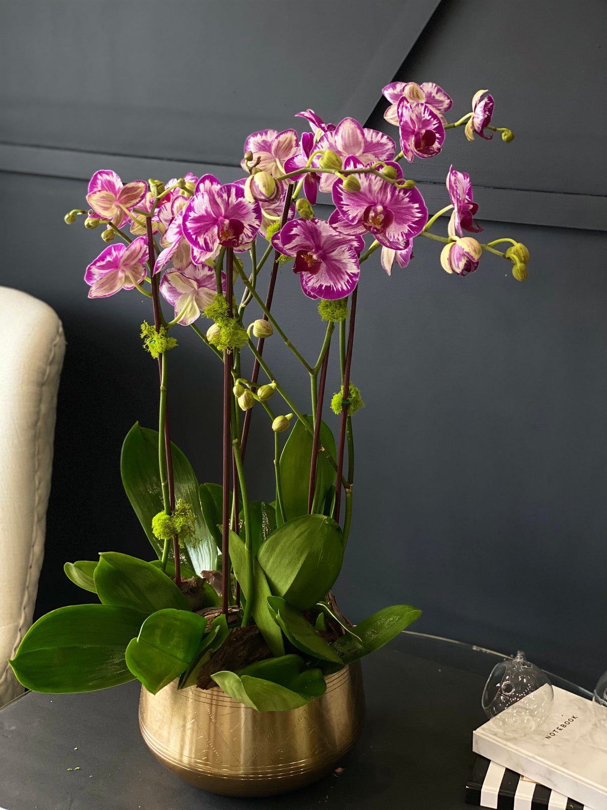 Orchid Plant Subscription – Potted Orchids & Plant Arrangements