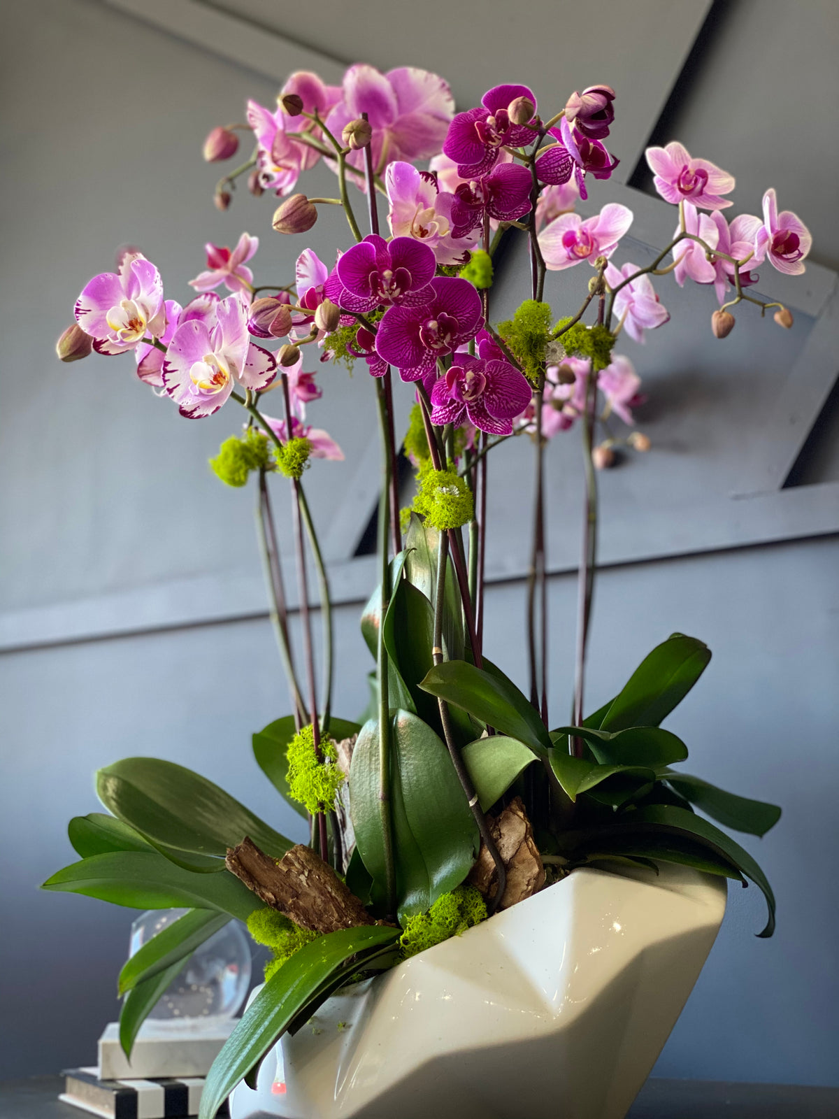 Orchid Plant Subscription – Potted Orchids & Plant Arrangements