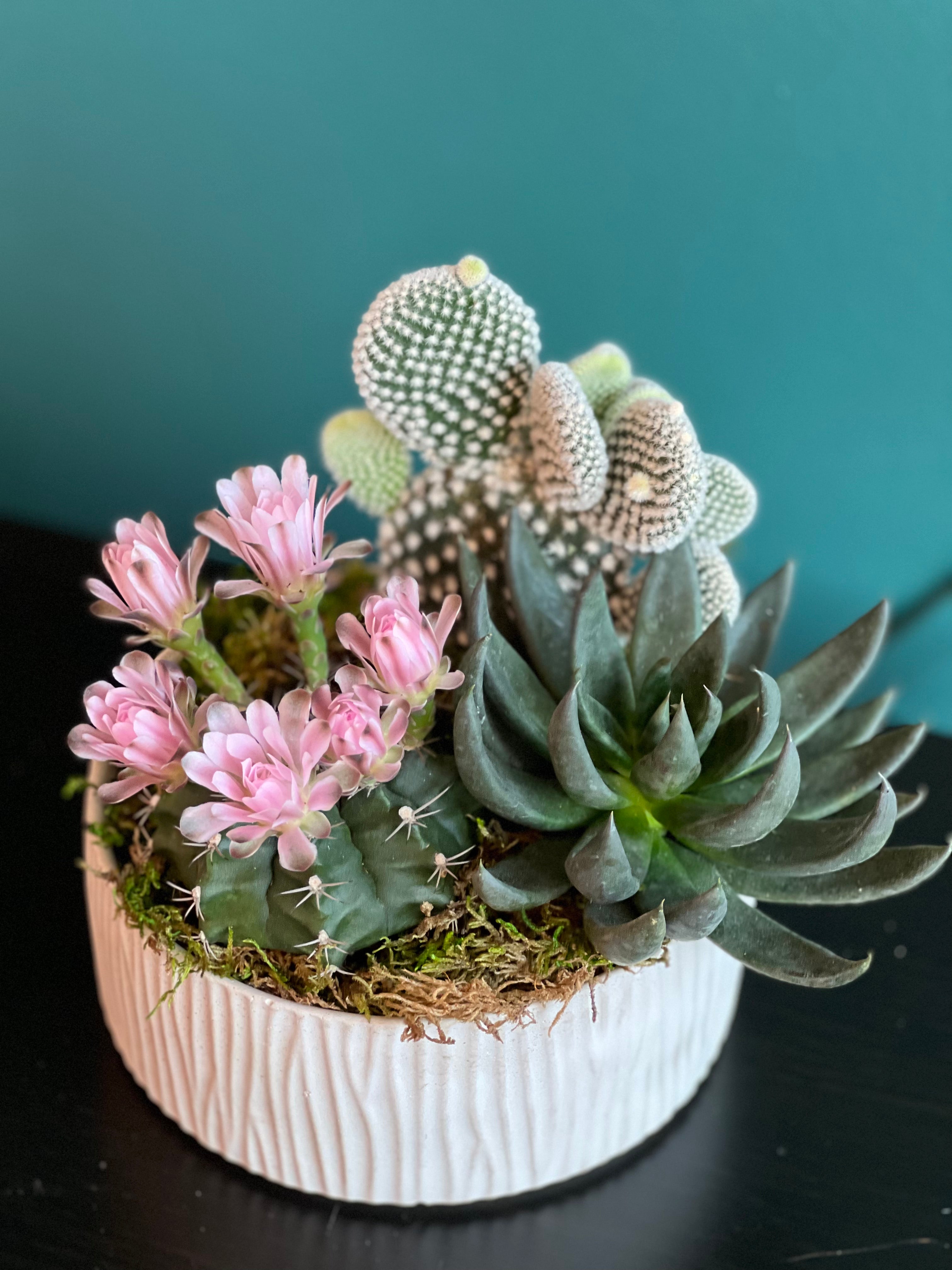 PLANTS