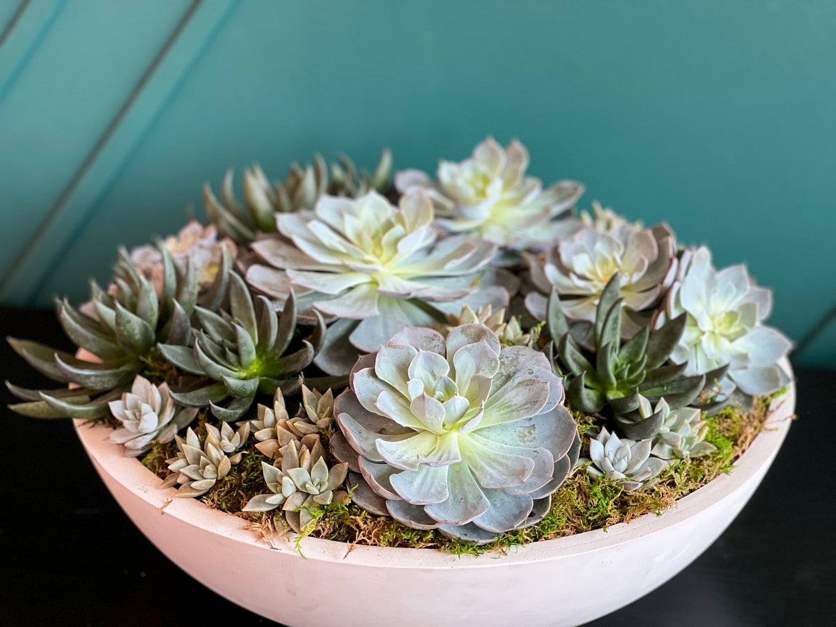 XXL Succulent Garden in Cement Vase – Luxury Miami Planter
