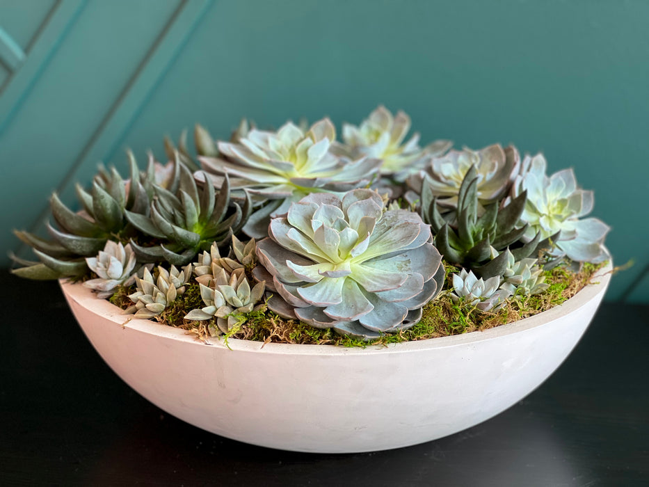 XXL Succulent Garden in cement  vase