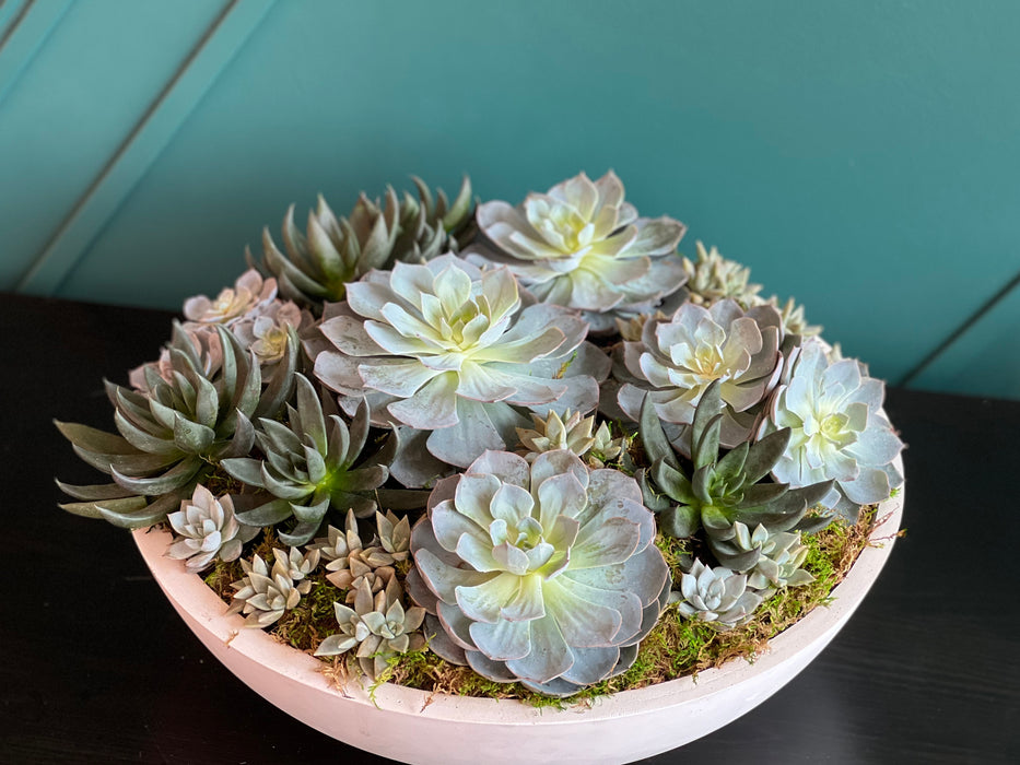 XXL Succulent Garden in cement  vase