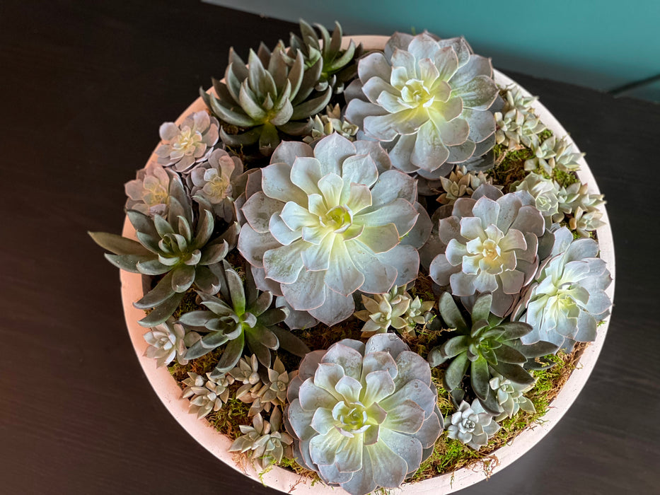 XXL Succulent Garden in cement  vase