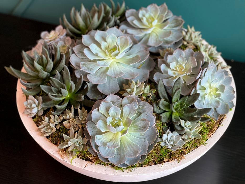 XXL Succulent Garden in cement  vase