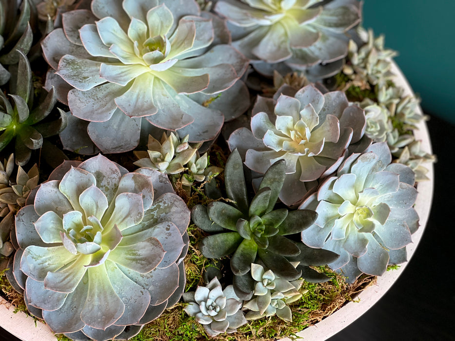 XXL Succulent Garden in cement  vase