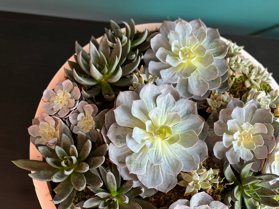 XXL Succulent Garden in cement  vase
