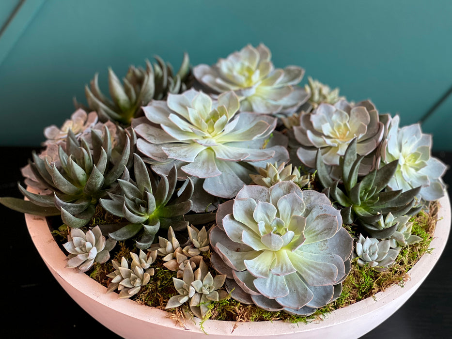 XXL Succulent Garden in cement  vase