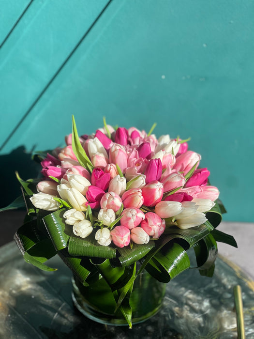 50 white and pink tulips in a vase