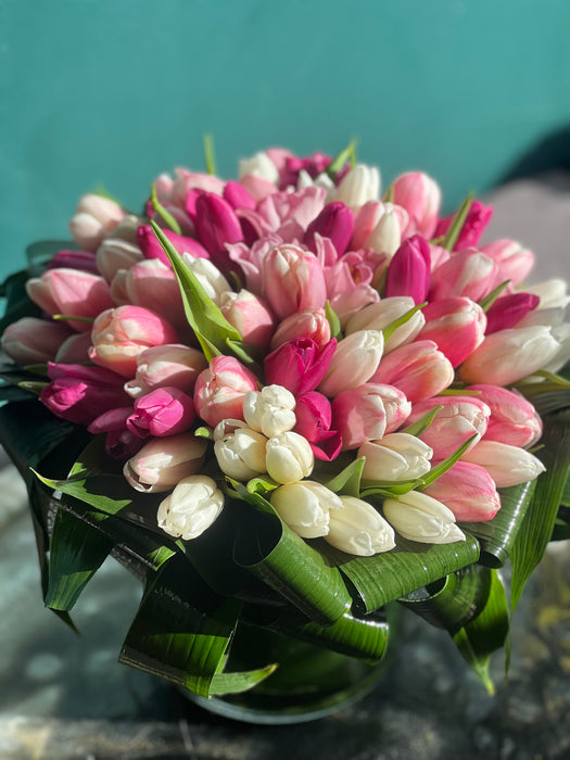 50 white and pink tulips in a vase