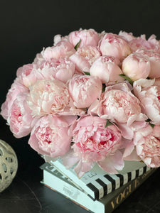 50 Peonies in Cement Vase | Luxury Peony Arrangement buy online Luxury Flowers Miami