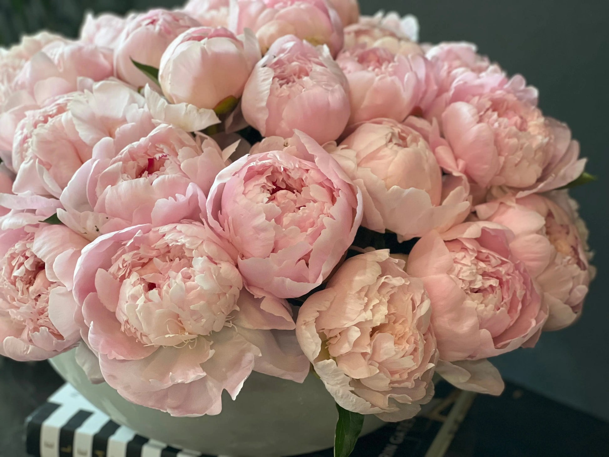 50 Peonies in Cement Vase | Luxury Peony Arrangement buy online Luxury Flowers Miami