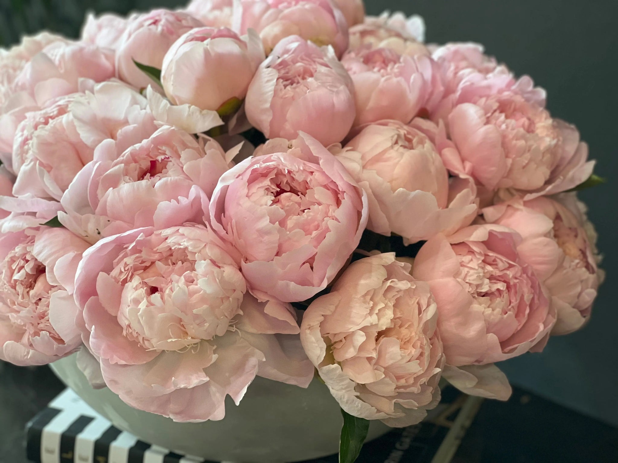 50 Peonies in Cement Vase | Luxury Peony Arrangement buy online Luxury Flowers Miami