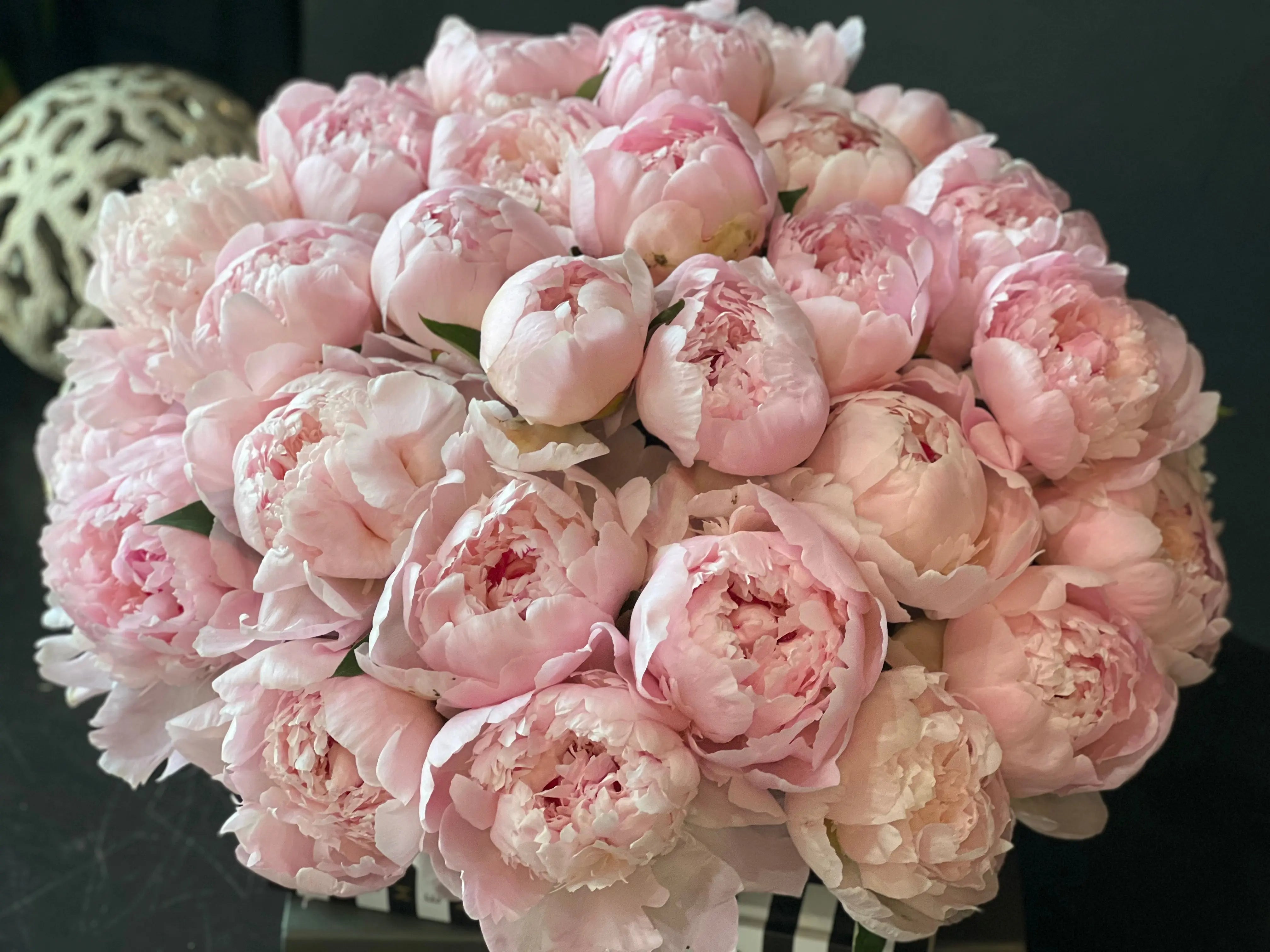 50 Peonies in Cement Vase | Luxury Peony Arrangement buy online Luxury Flowers Miami