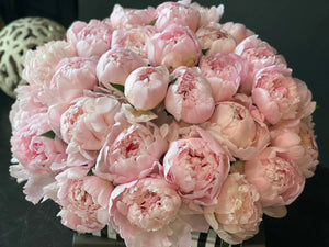 50 Peonies in Cement Vase | Luxury Peony Arrangement buy online Luxury Flowers Miami