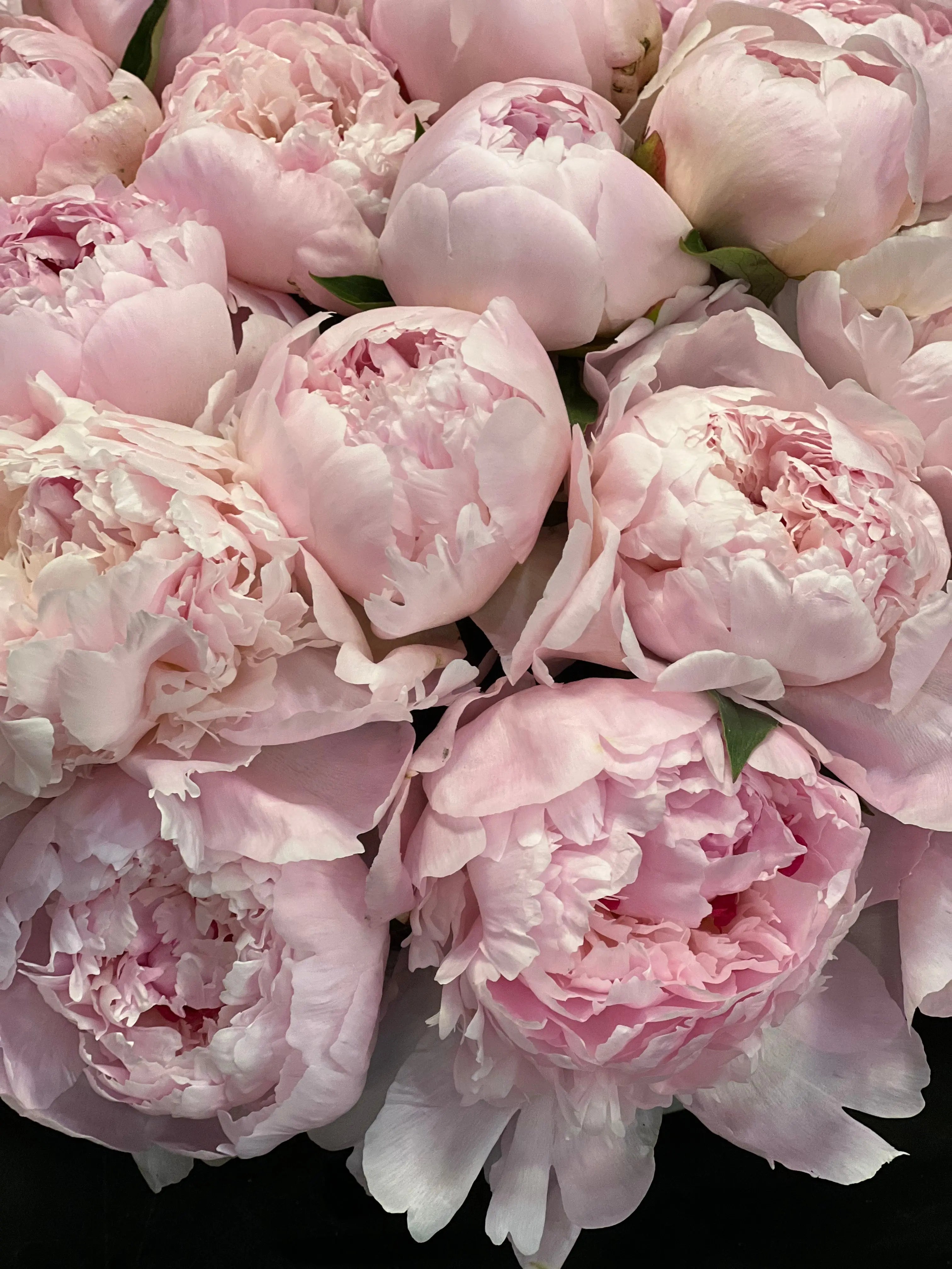50 Peonies in Cement Vase | Luxury Peony Arrangement buy online Luxury Flowers Miami