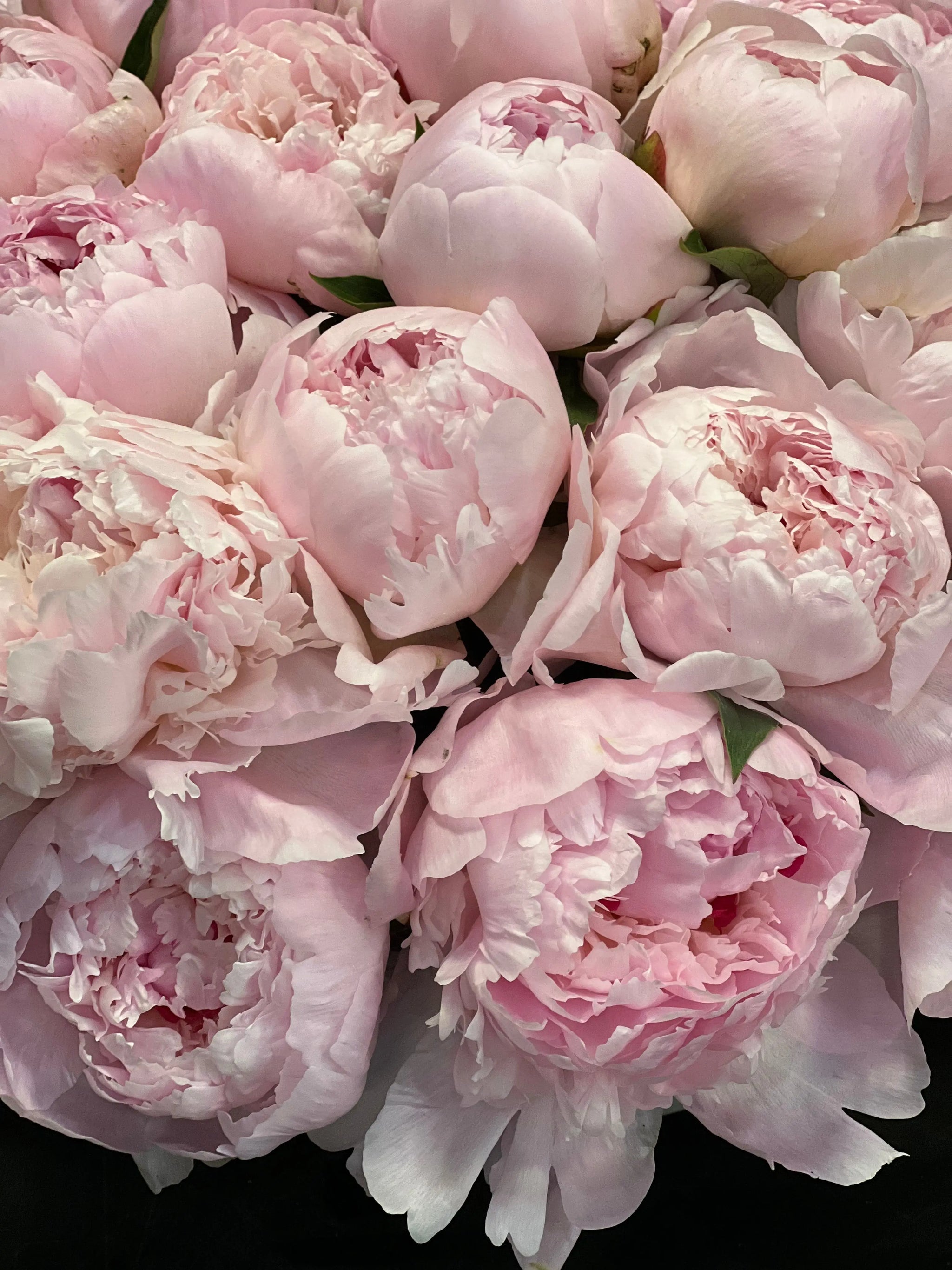 50 Peonies in Cement Vase | Luxury Peony Arrangement buy online Luxury Flowers Miami
