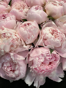 50 Peonies in Cement Vase | Luxury Peony Arrangement buy online Luxury Flowers Miami