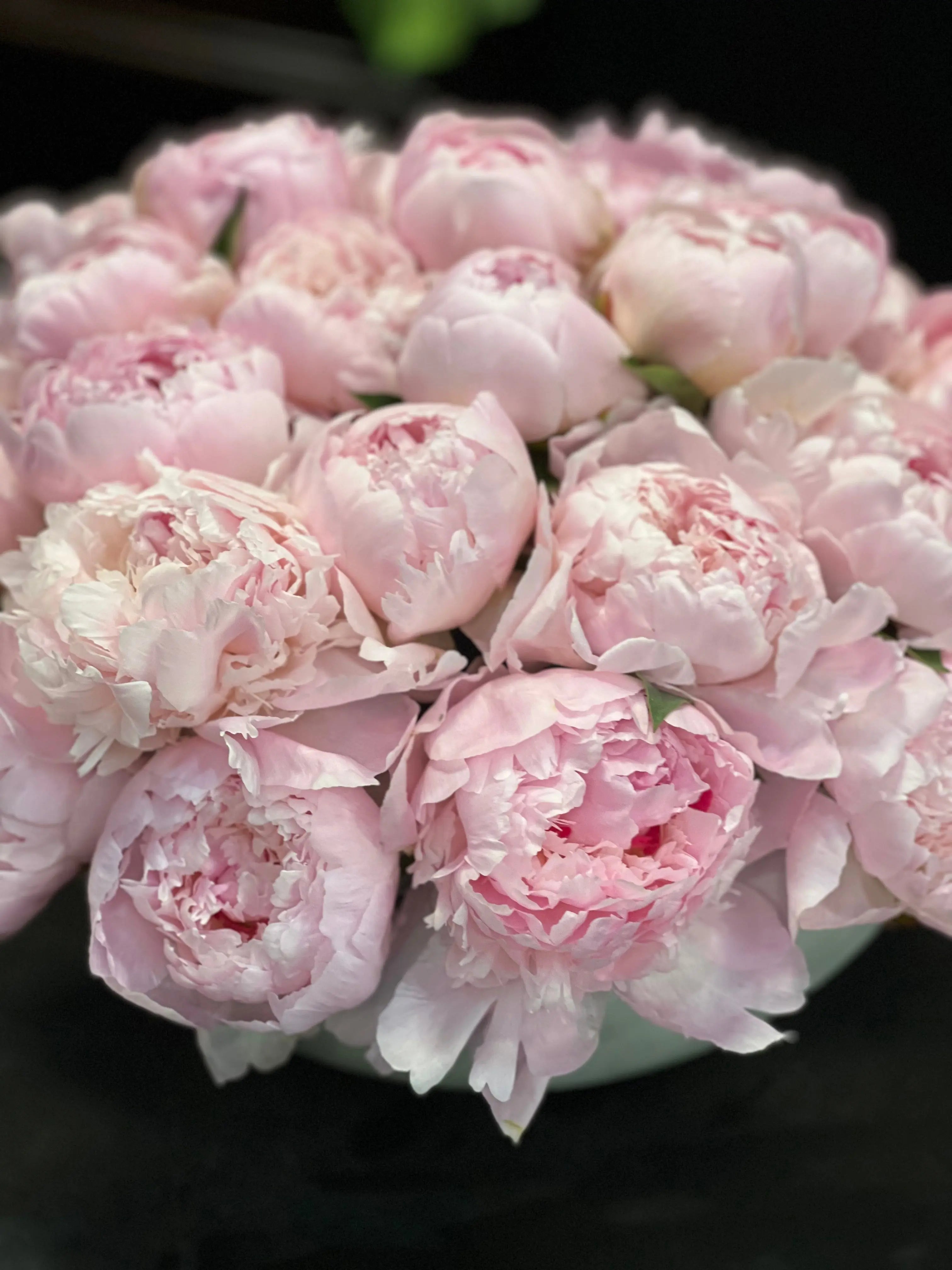 50 Peonies in Cement Vase | Luxury Peony Arrangement buy online Luxury Flowers Miami