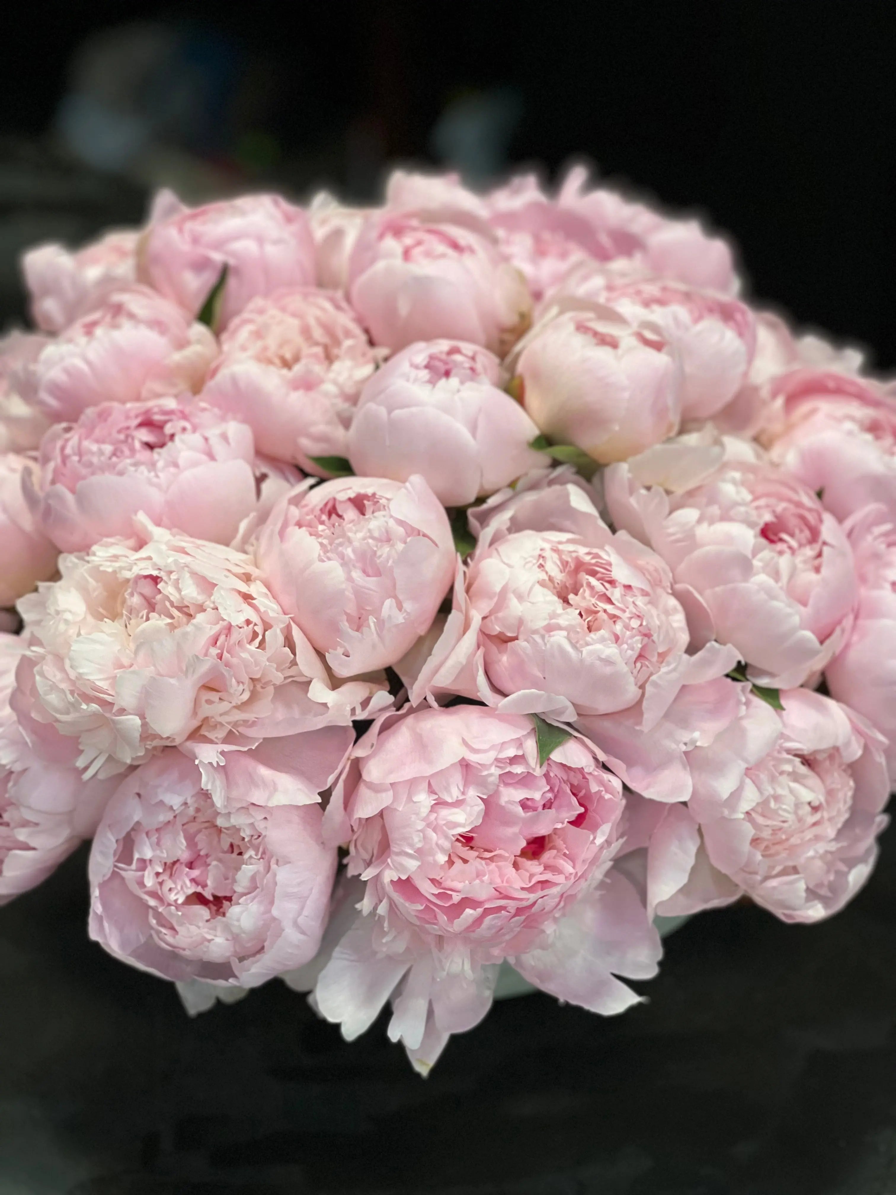 50 Peonies in Cement Vase | Luxury Peony Arrangement buy online Luxury Flowers Miami