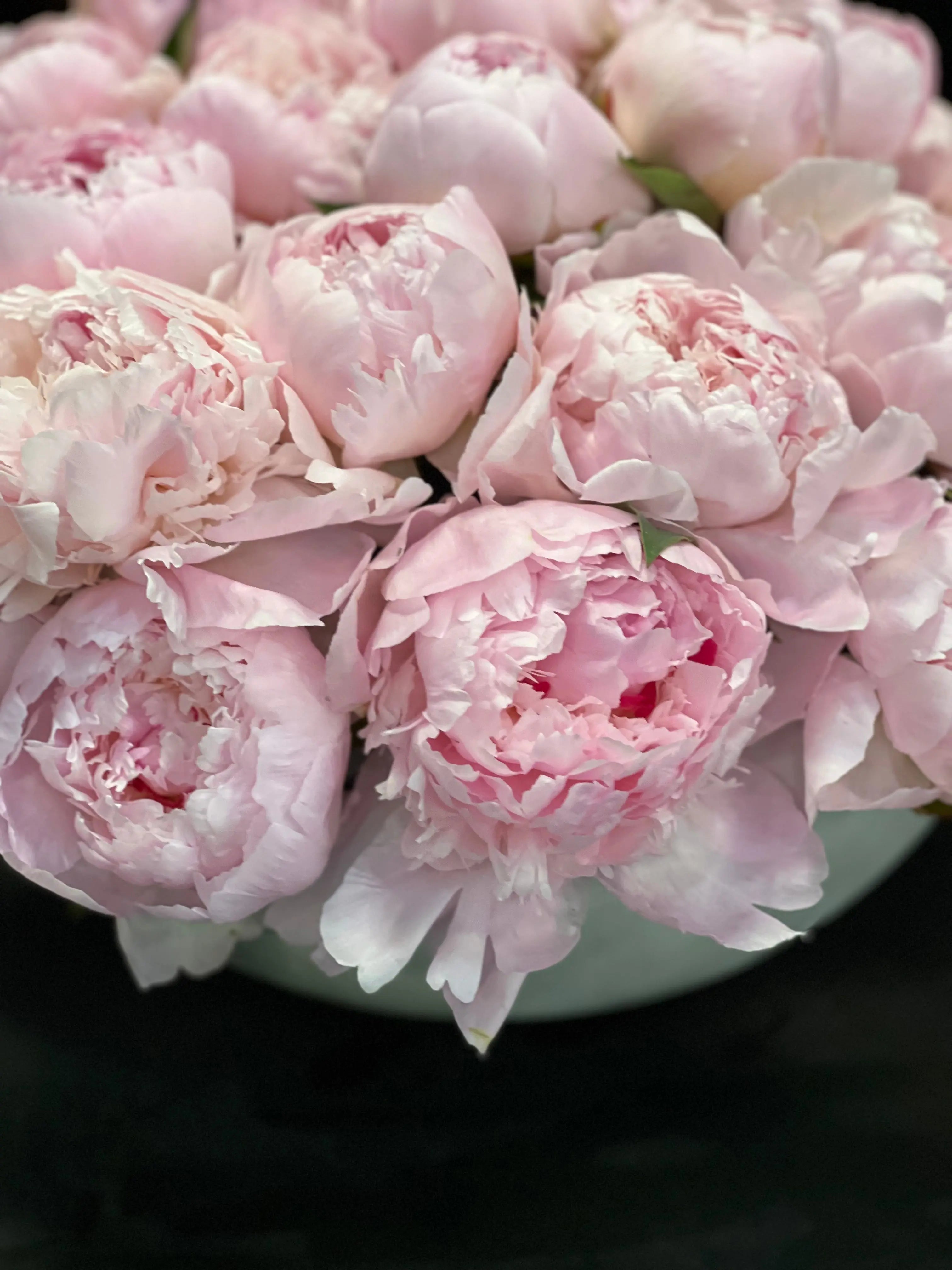 50 Peonies in Cement Vase | Luxury Peony Arrangement buy online Luxury Flowers Miami