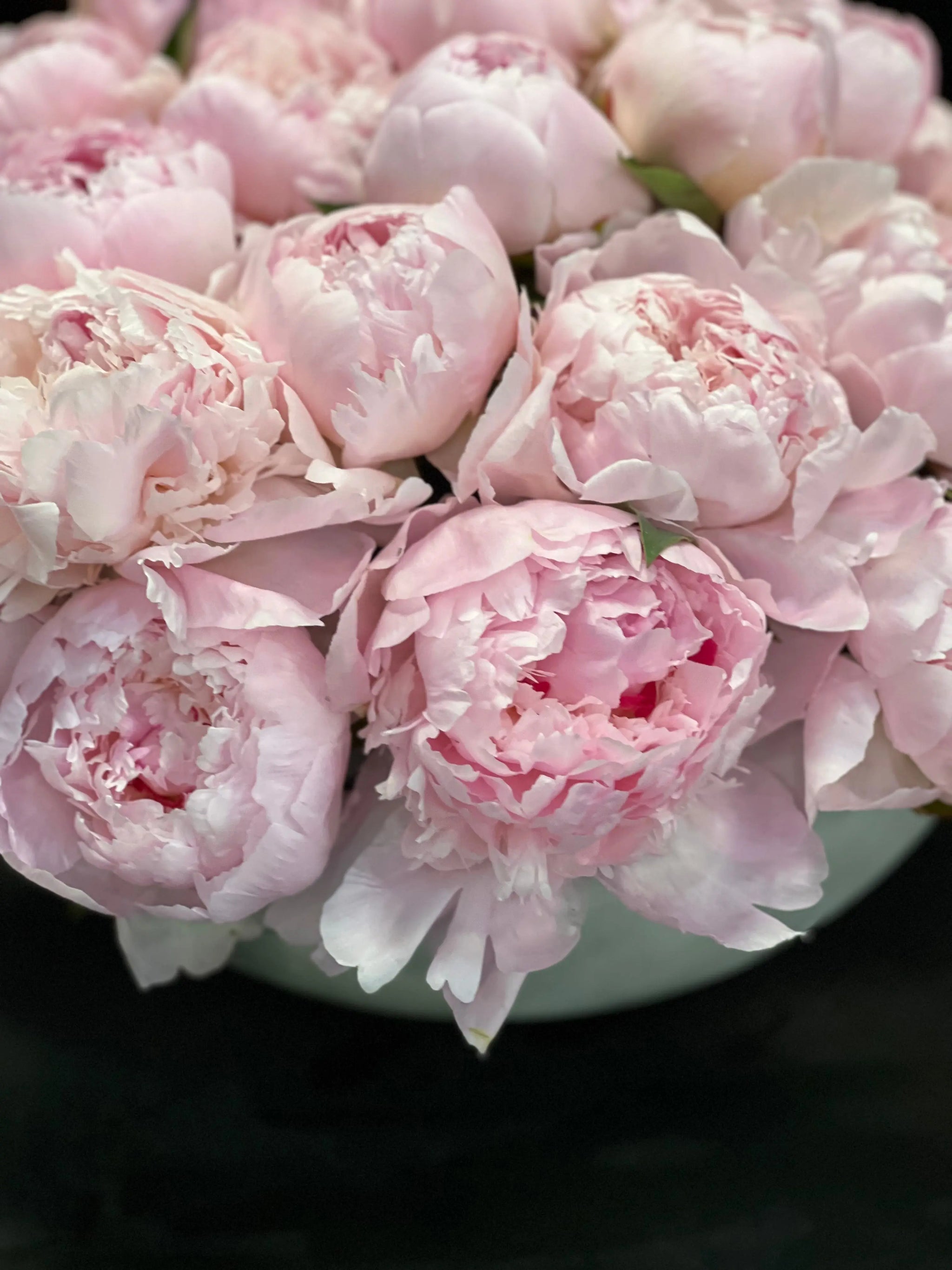 50 Peonies in Cement Vase | Luxury Peony Arrangement buy online Luxury Flowers Miami