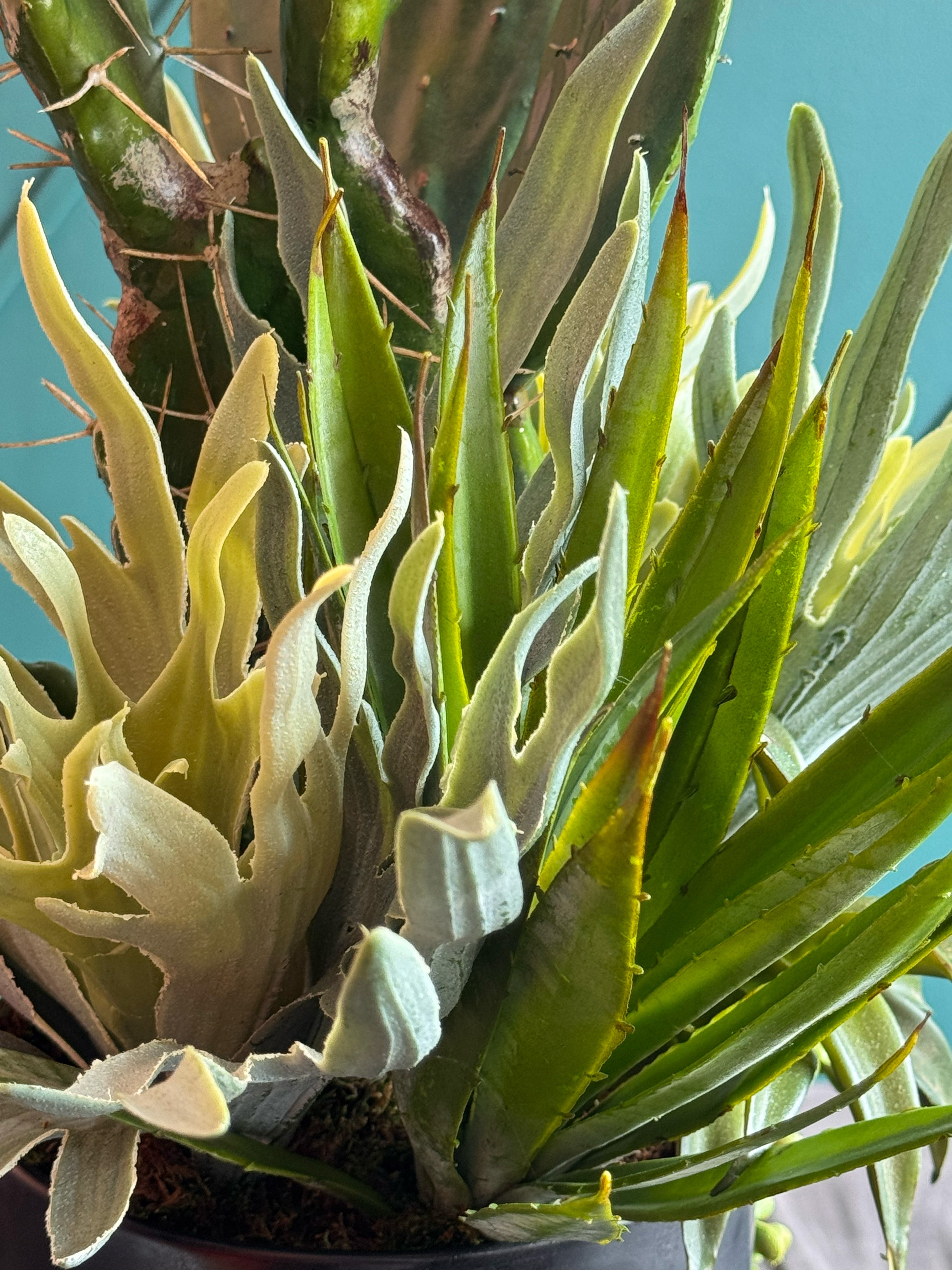 Modern Artificial Cactus & Succulent Arrangement in Black Planter