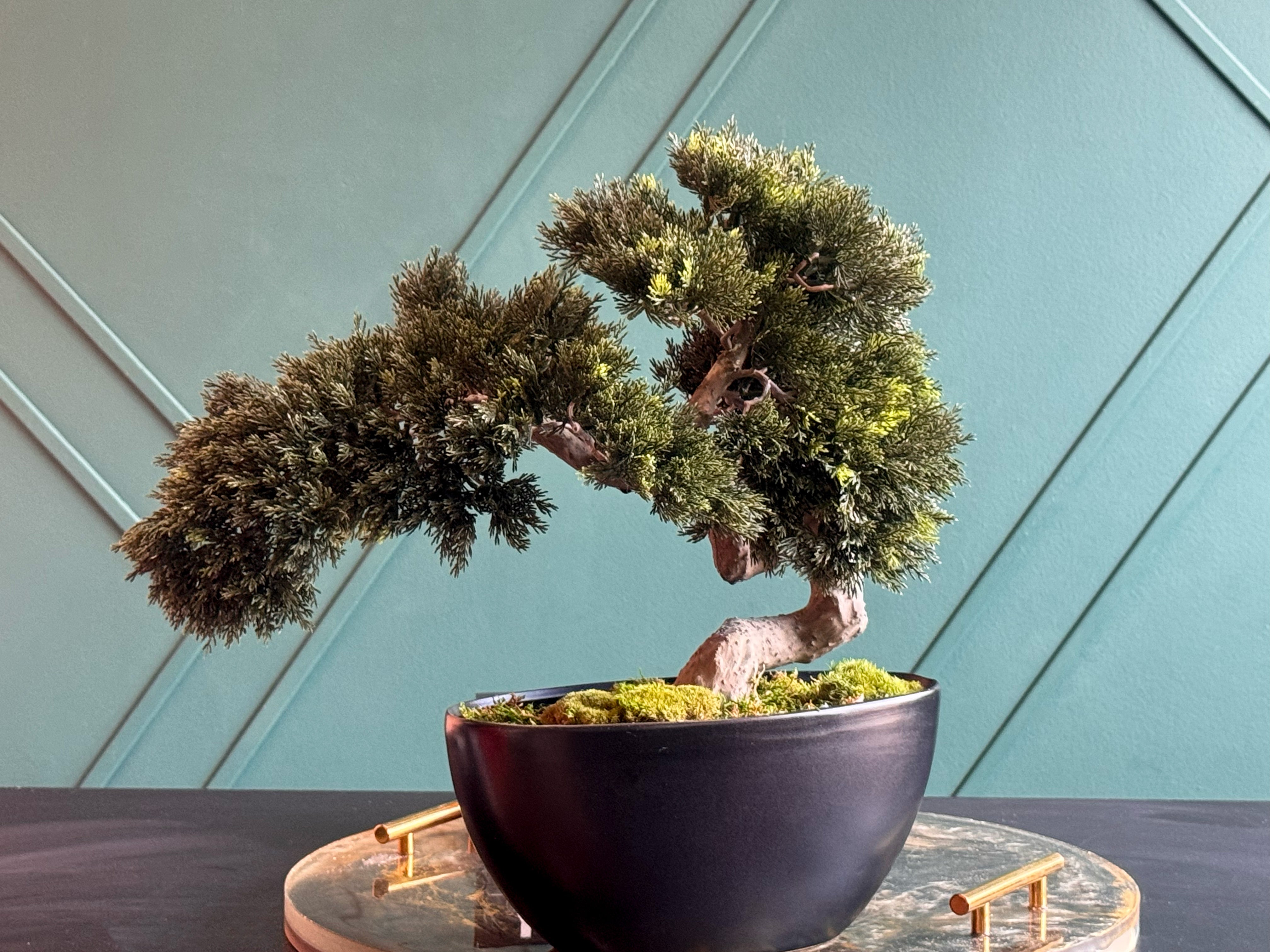 Artificial Bonsai Tree in Modern Black Planter