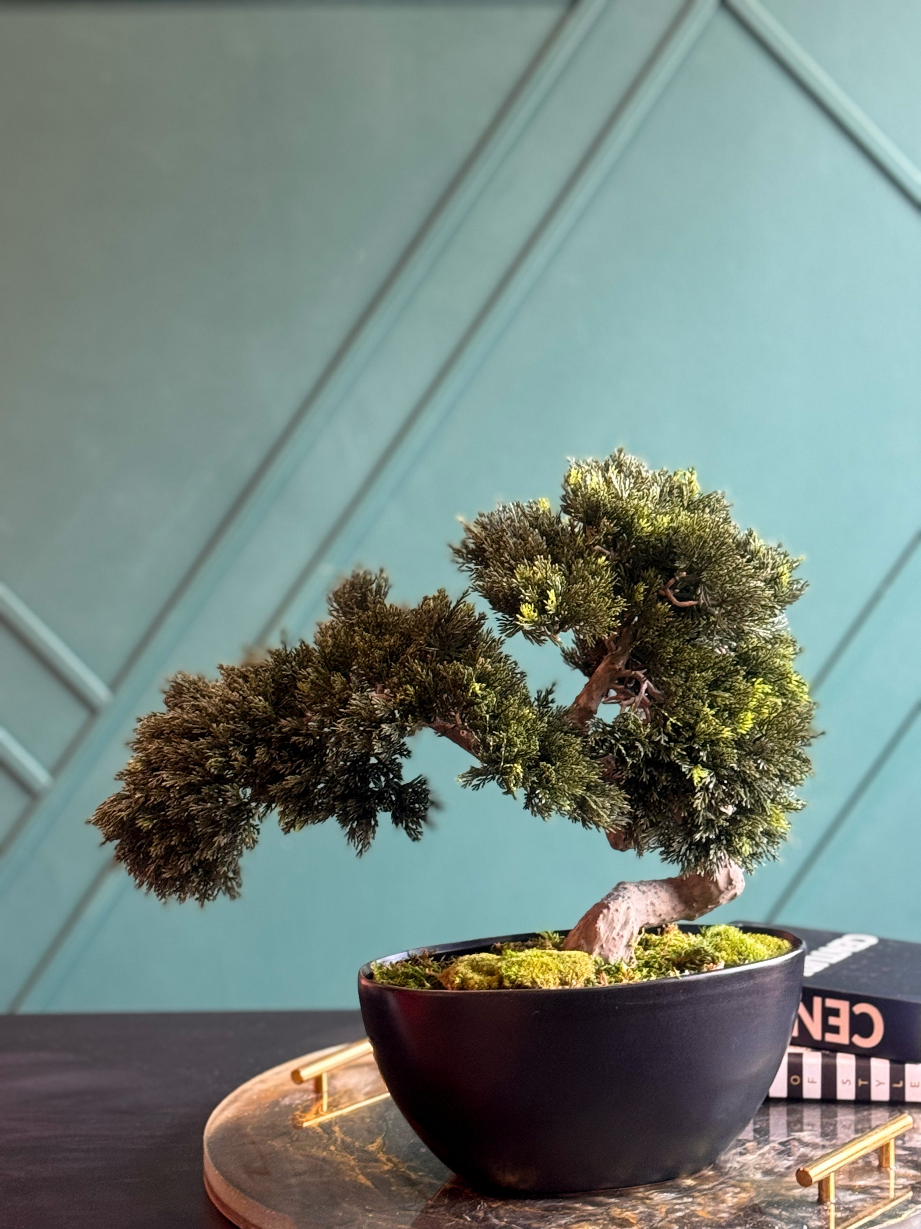 Artificial Bonsai Tree in Modern Black Planter