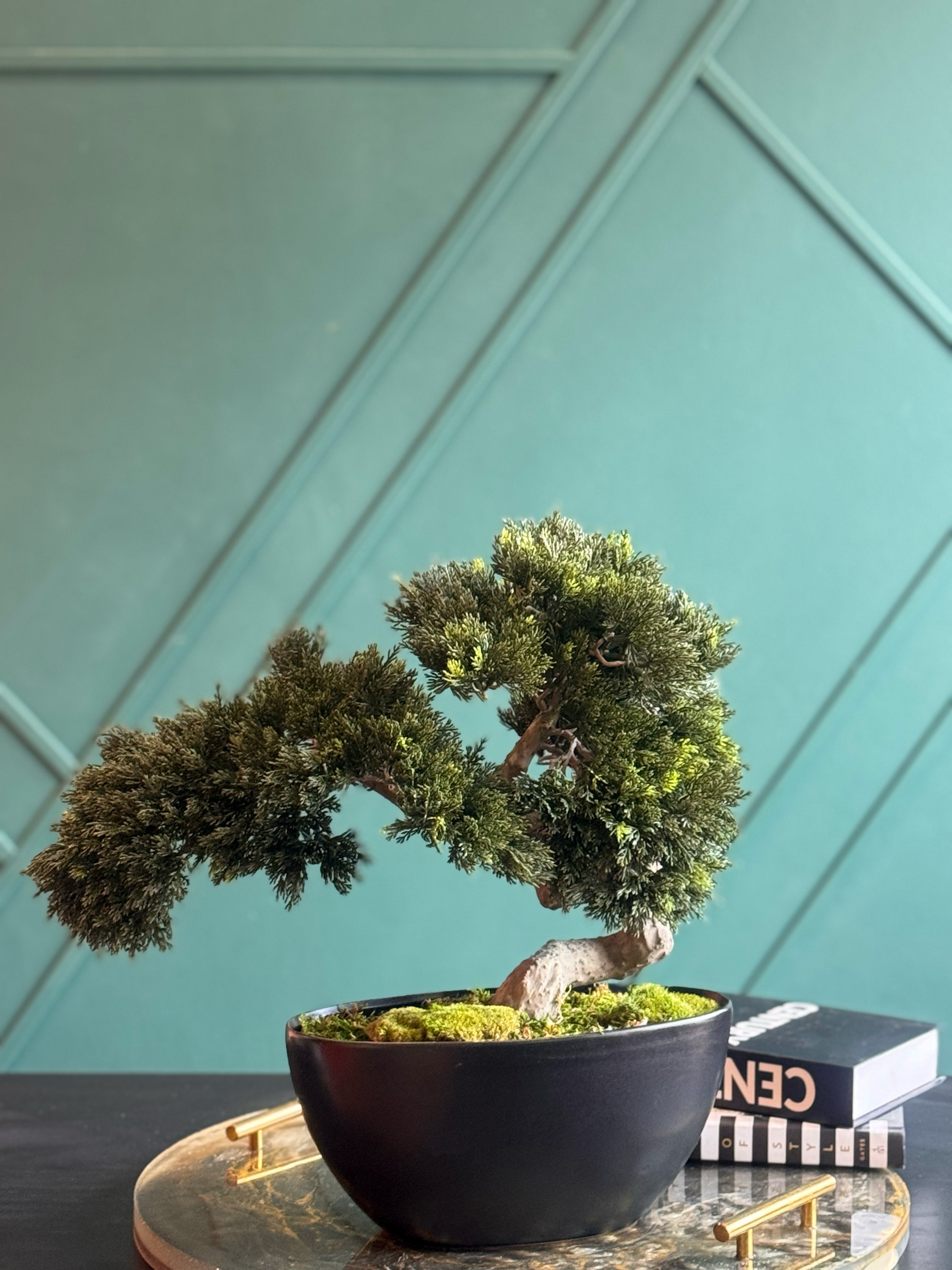Artificial Bonsai Tree in Modern Black Planter