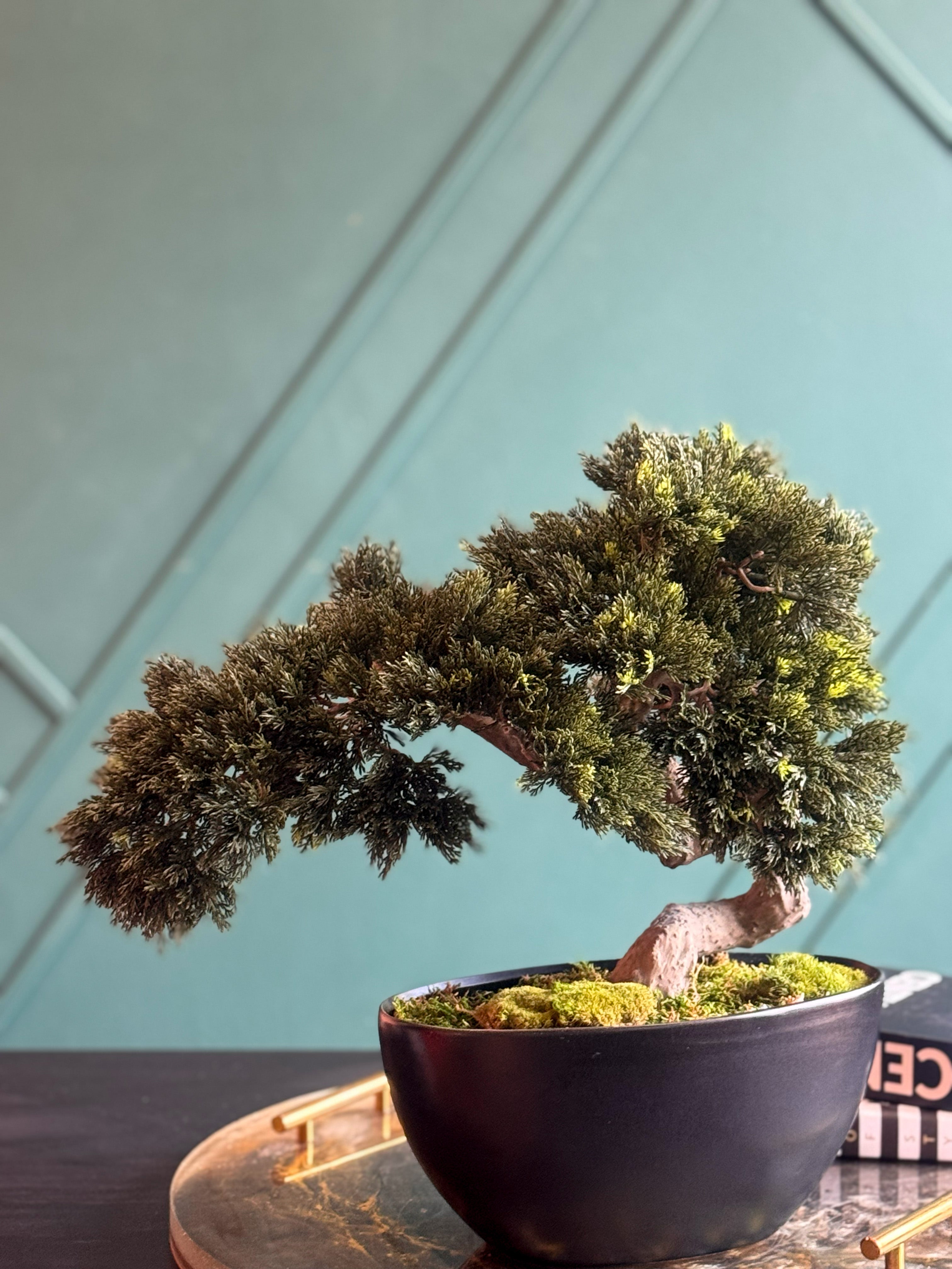 Artificial Bonsai Tree in Modern Black Planter