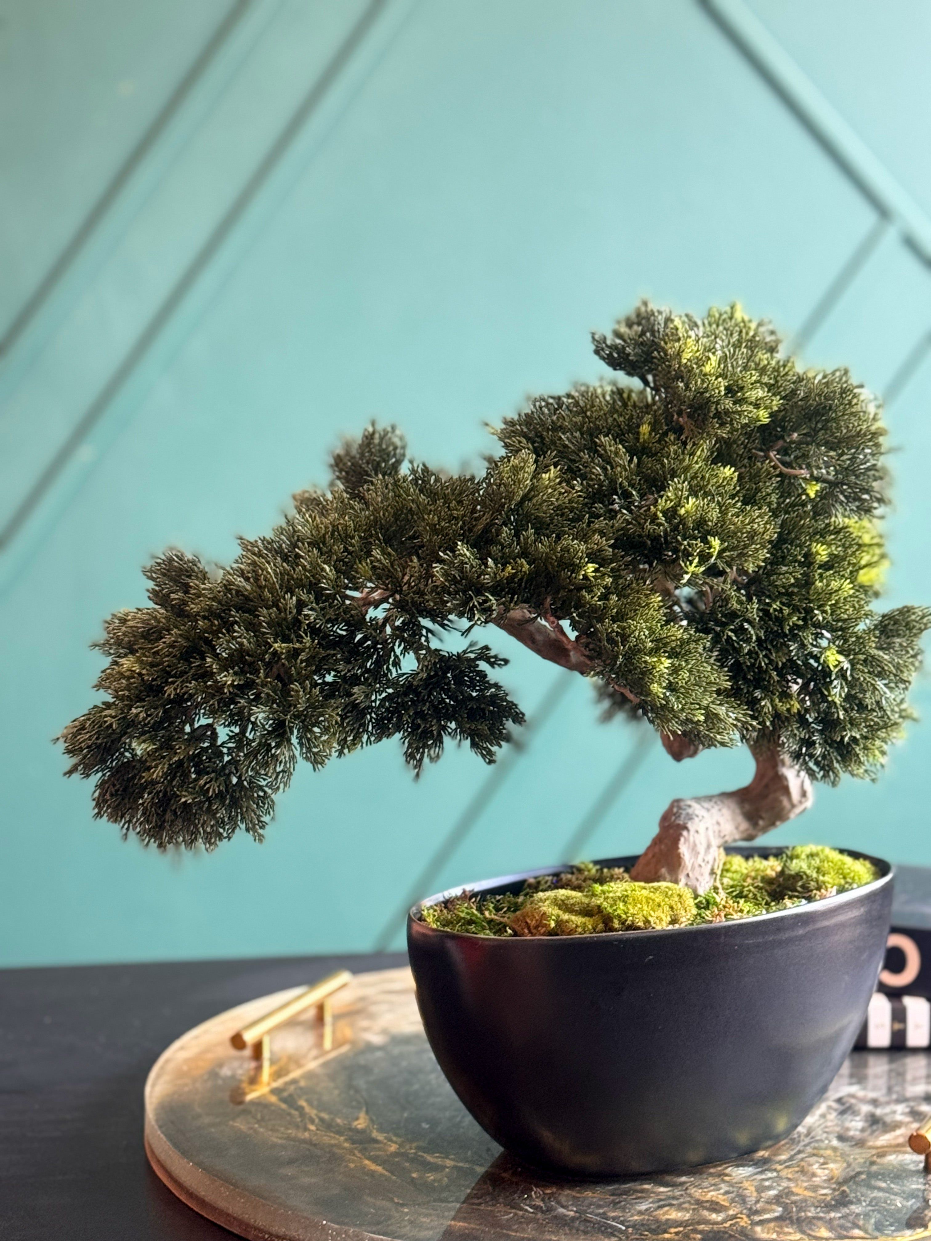 Artificial Bonsai Tree in Modern Black Planter