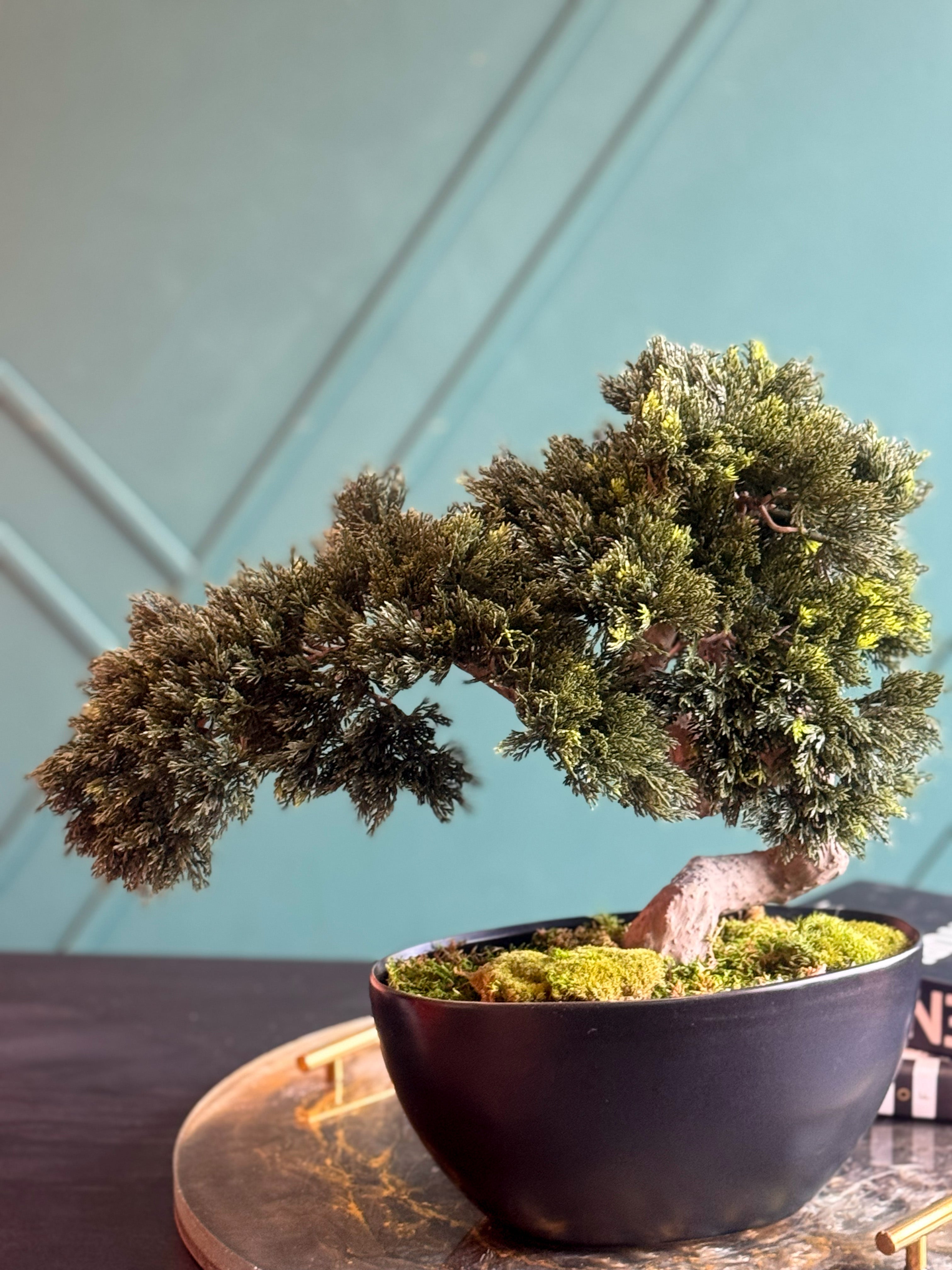Artificial Bonsai Tree in Modern Black Planter
