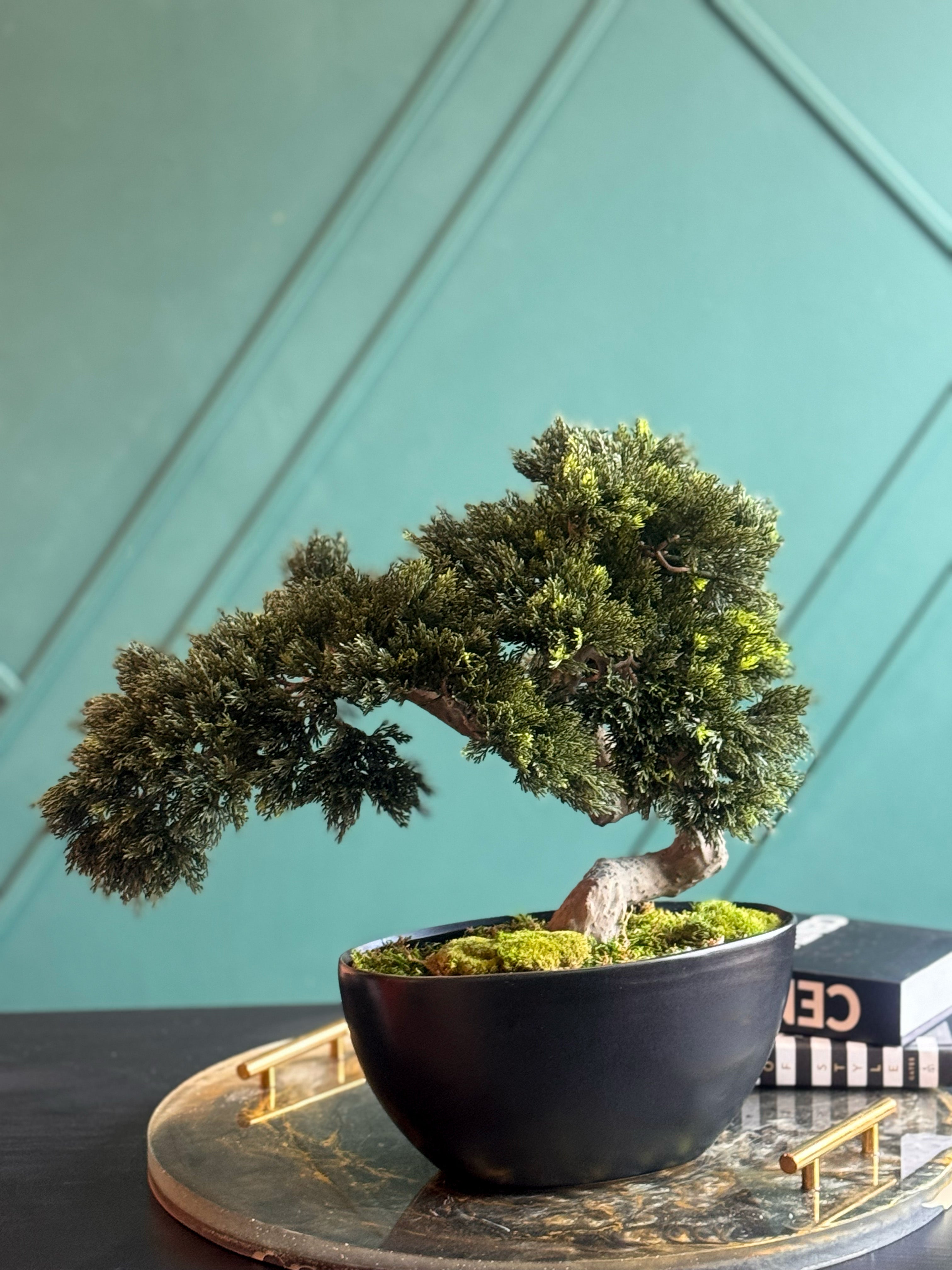 Artificial Bonsai Tree in Modern Black Planter