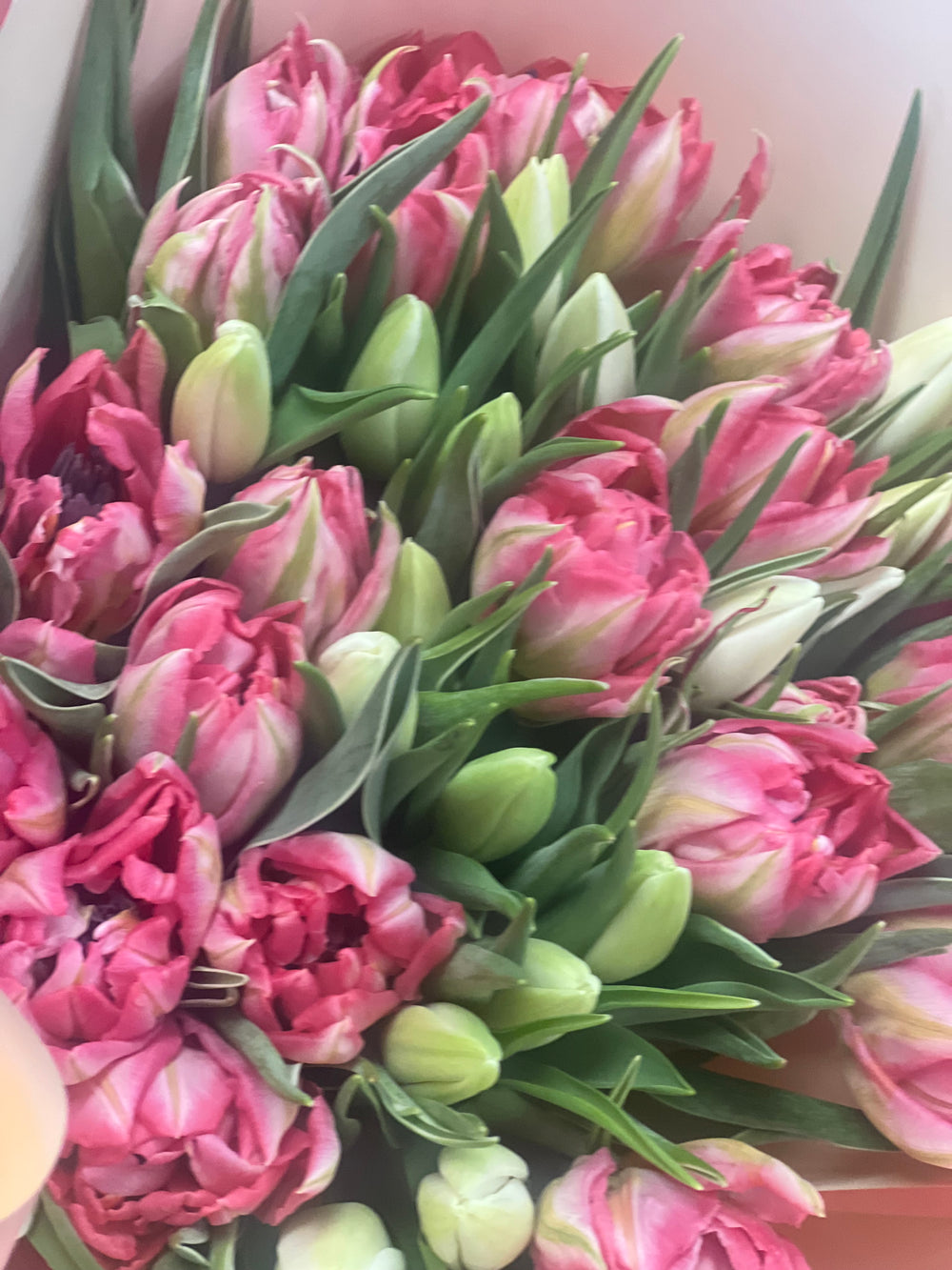Tulips for flower delivery in Miami