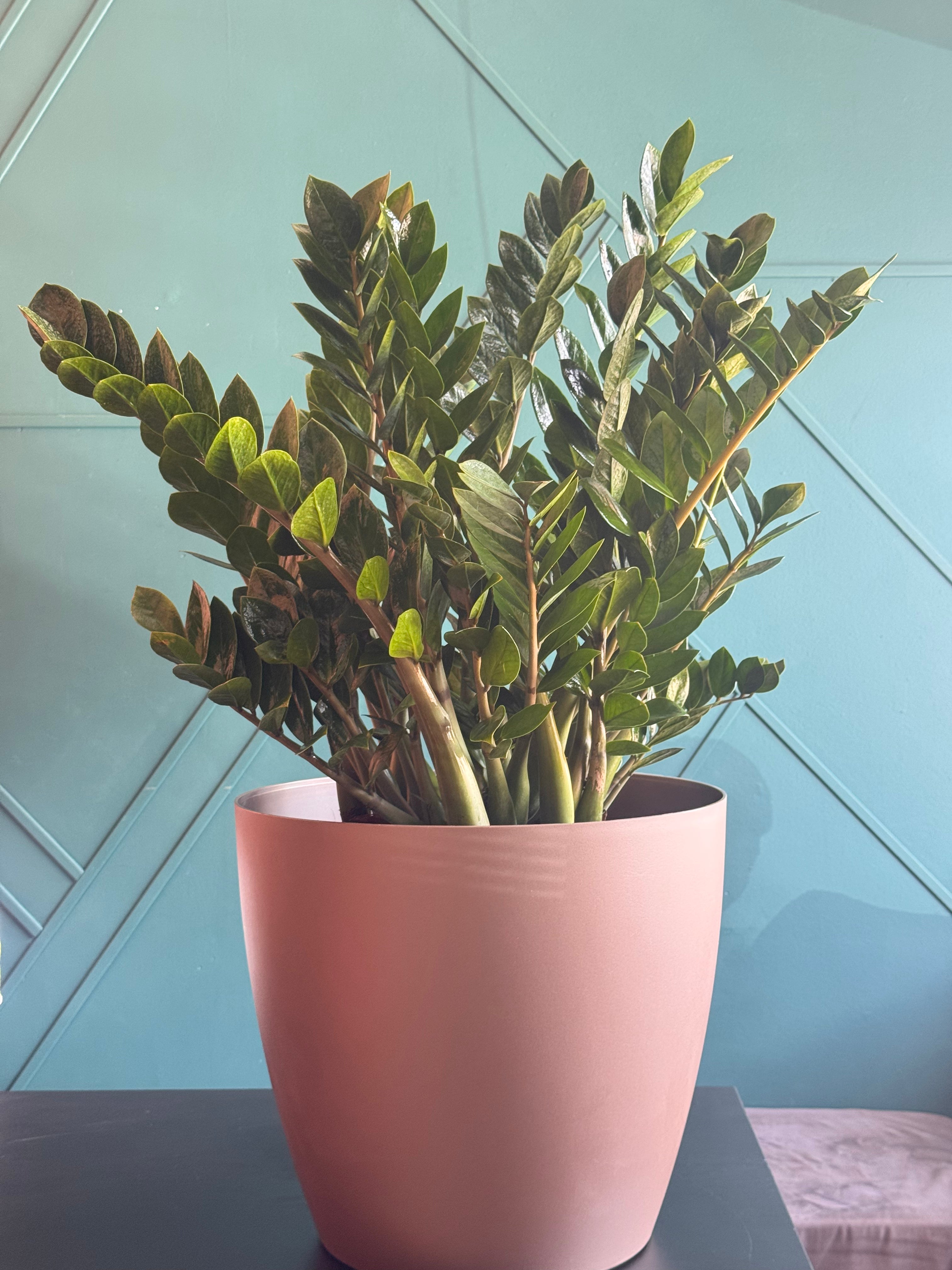 ZZ Plant (Zamioculcas zamiifolia) - Extra Large