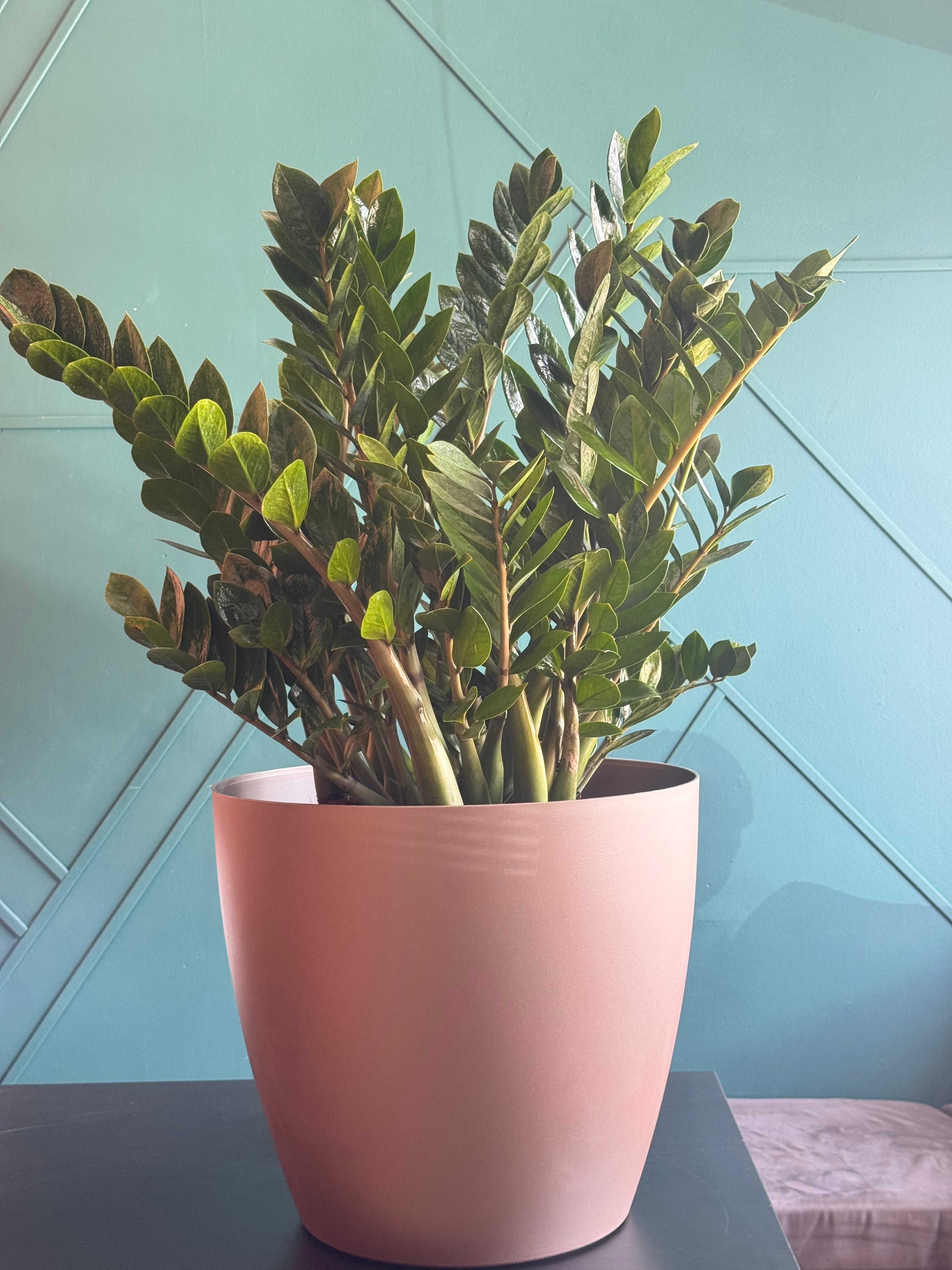 ZZ Plant (Zamioculcas zamiifolia) - Extra Large