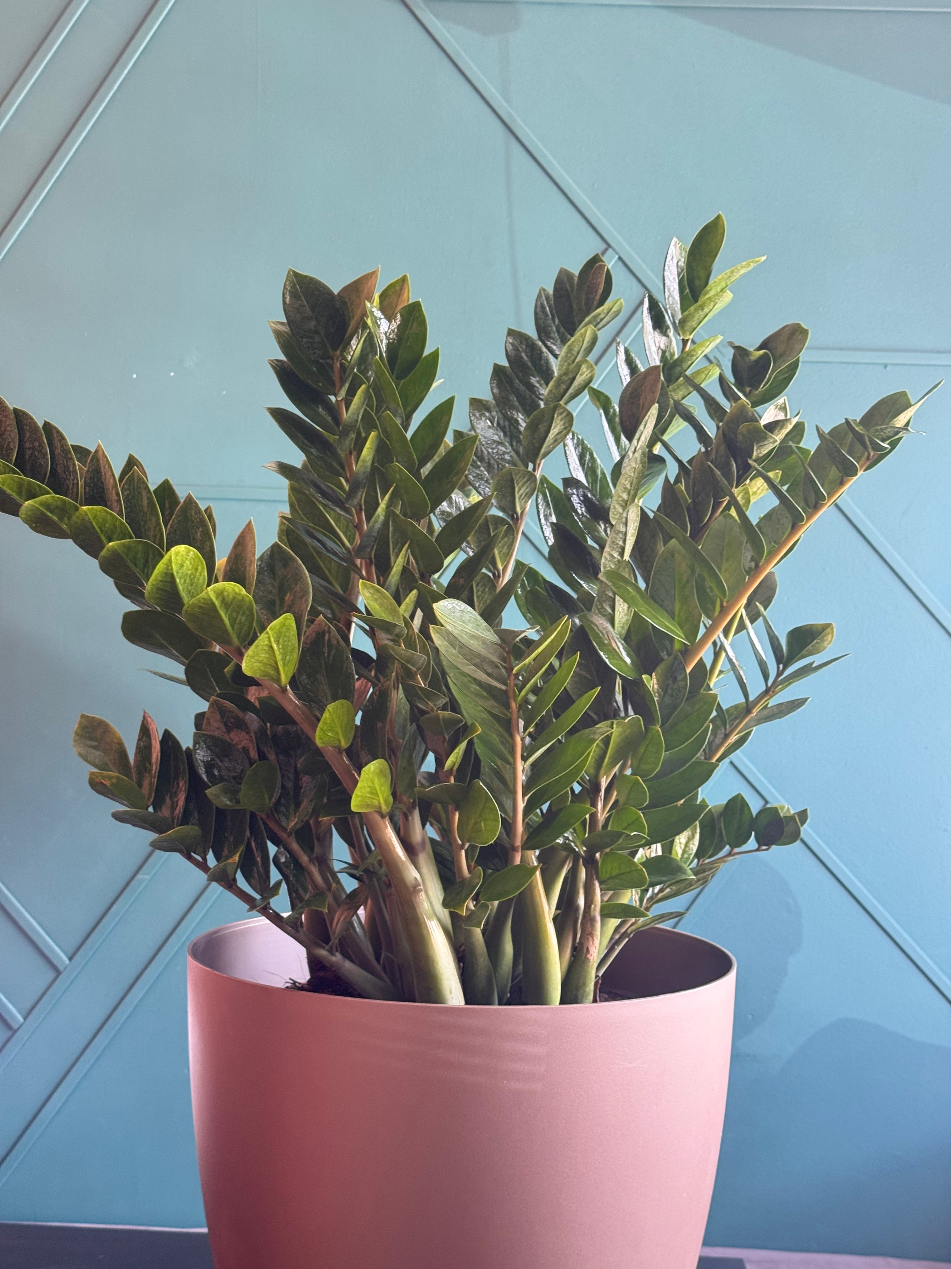 ZZ Plant (Zamioculcas zamiifolia) - Extra Large