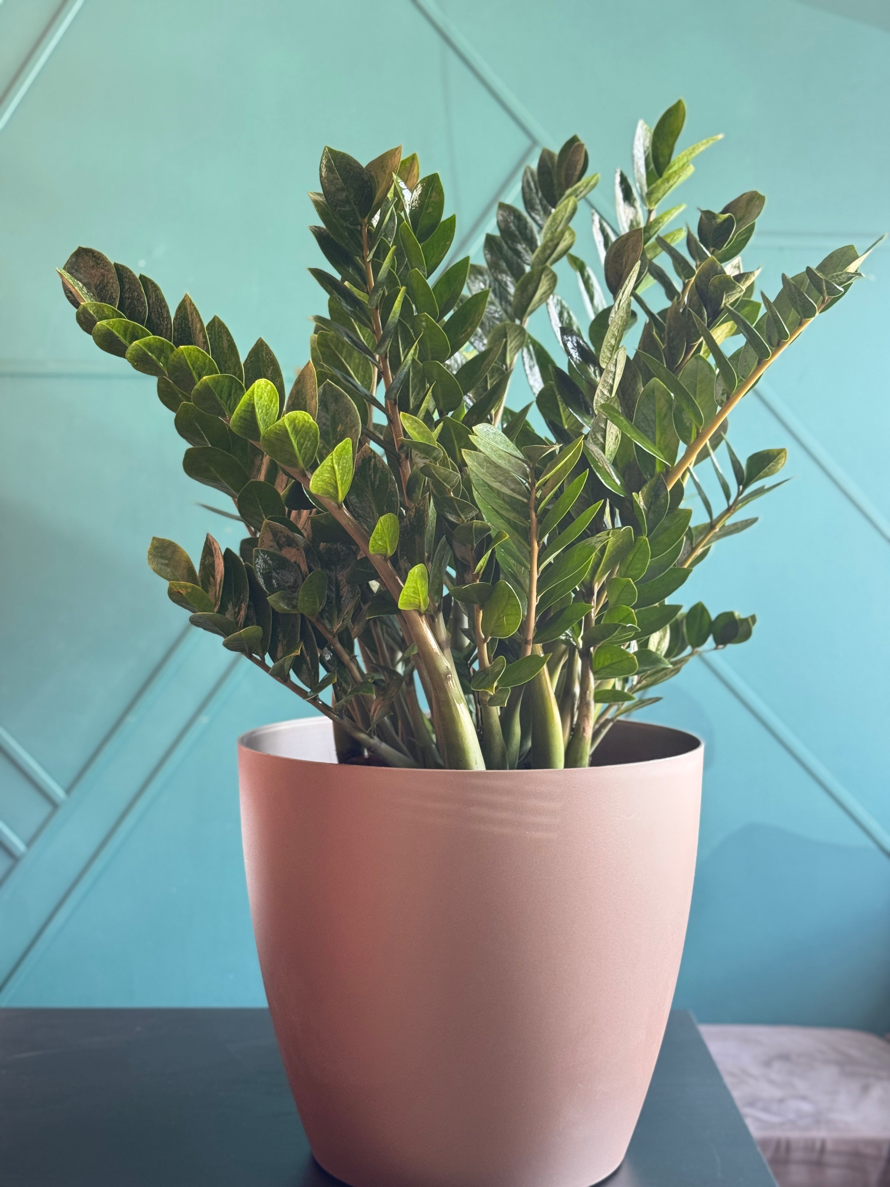 ZZ Plant (Zamioculcas zamiifolia) - Extra Large