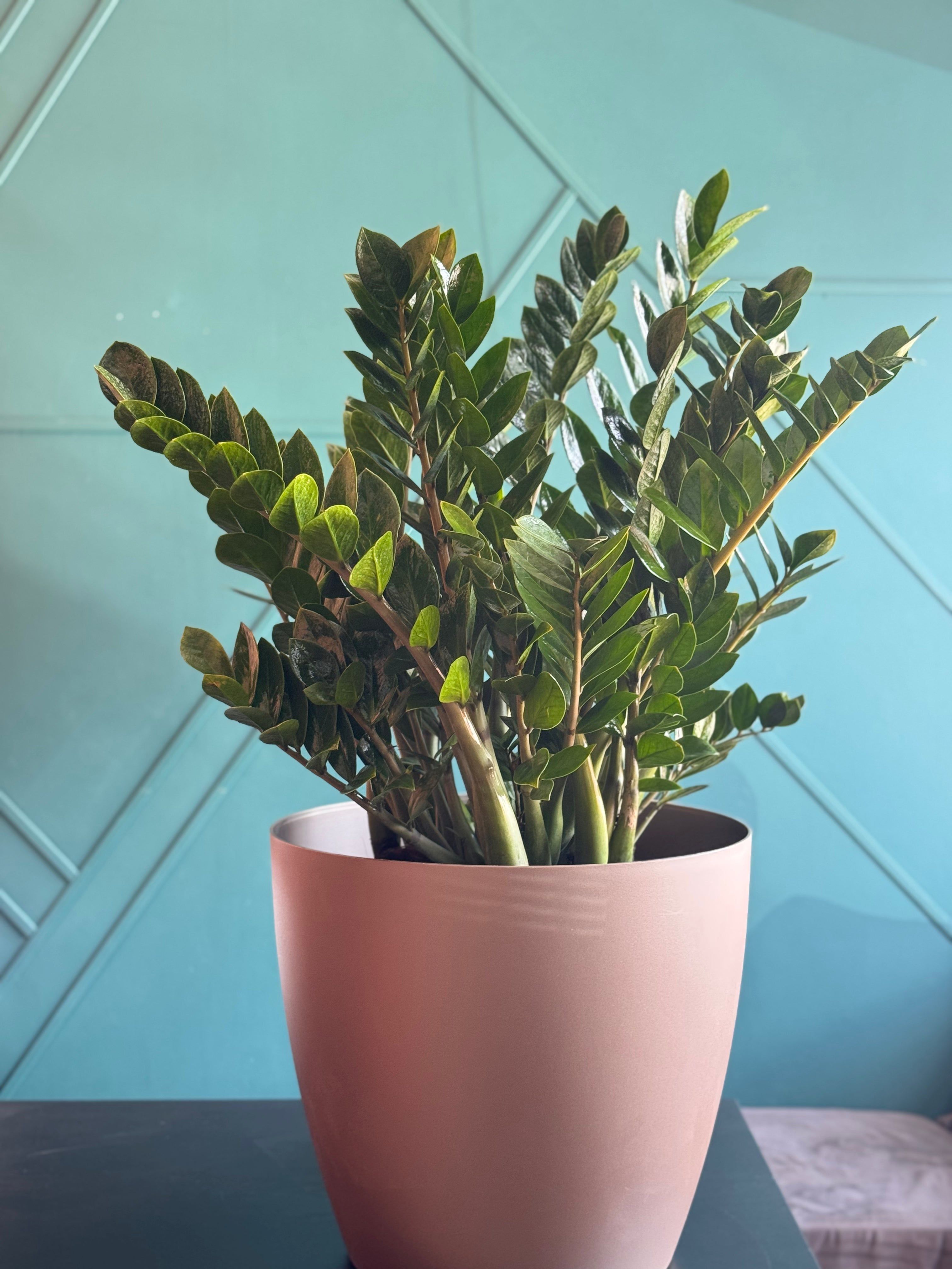 ZZ Plant (Zamioculcas zamiifolia) - Extra Large