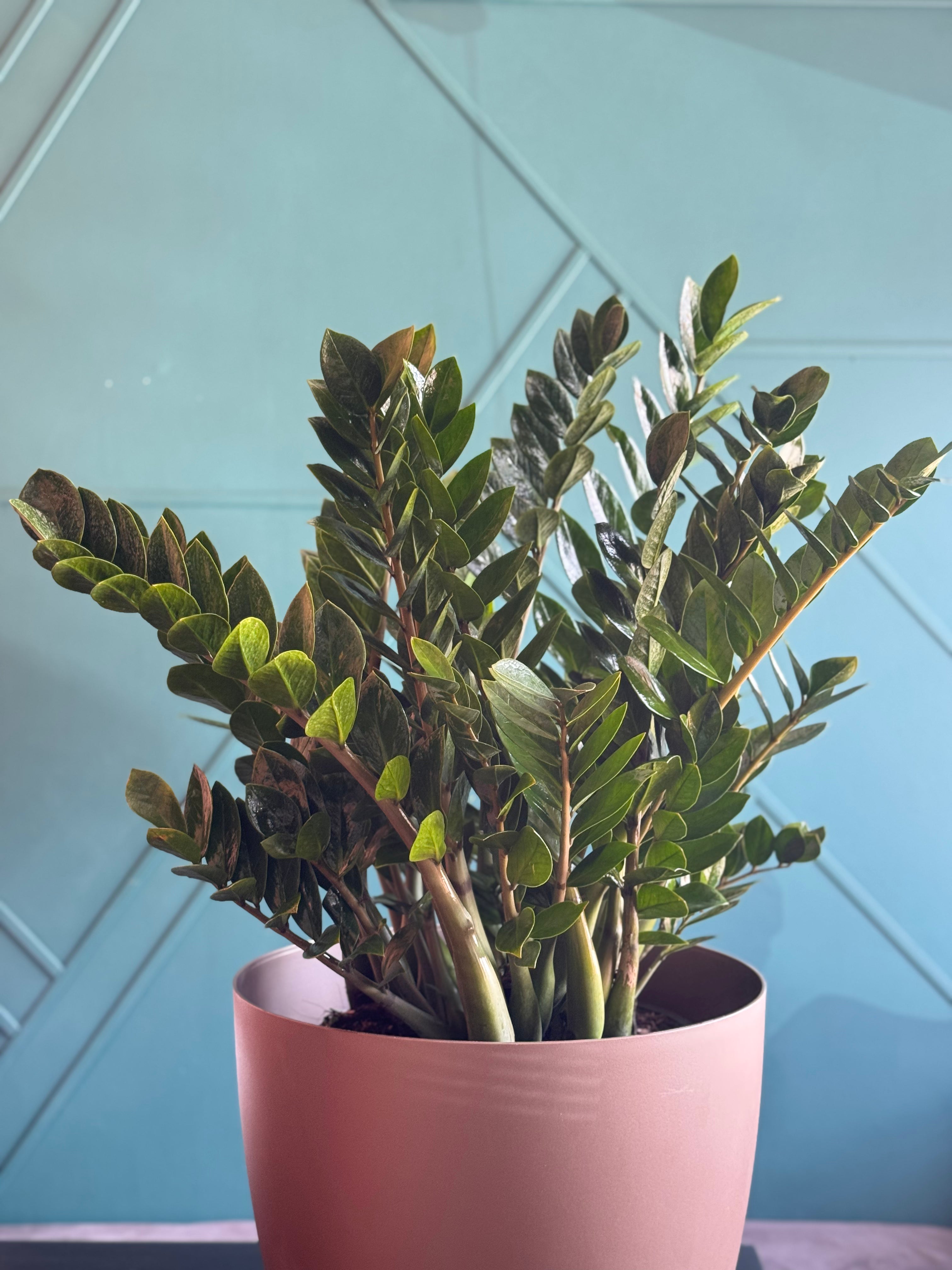 ZZ Plant (Zamioculcas zamiifolia) - Extra Large