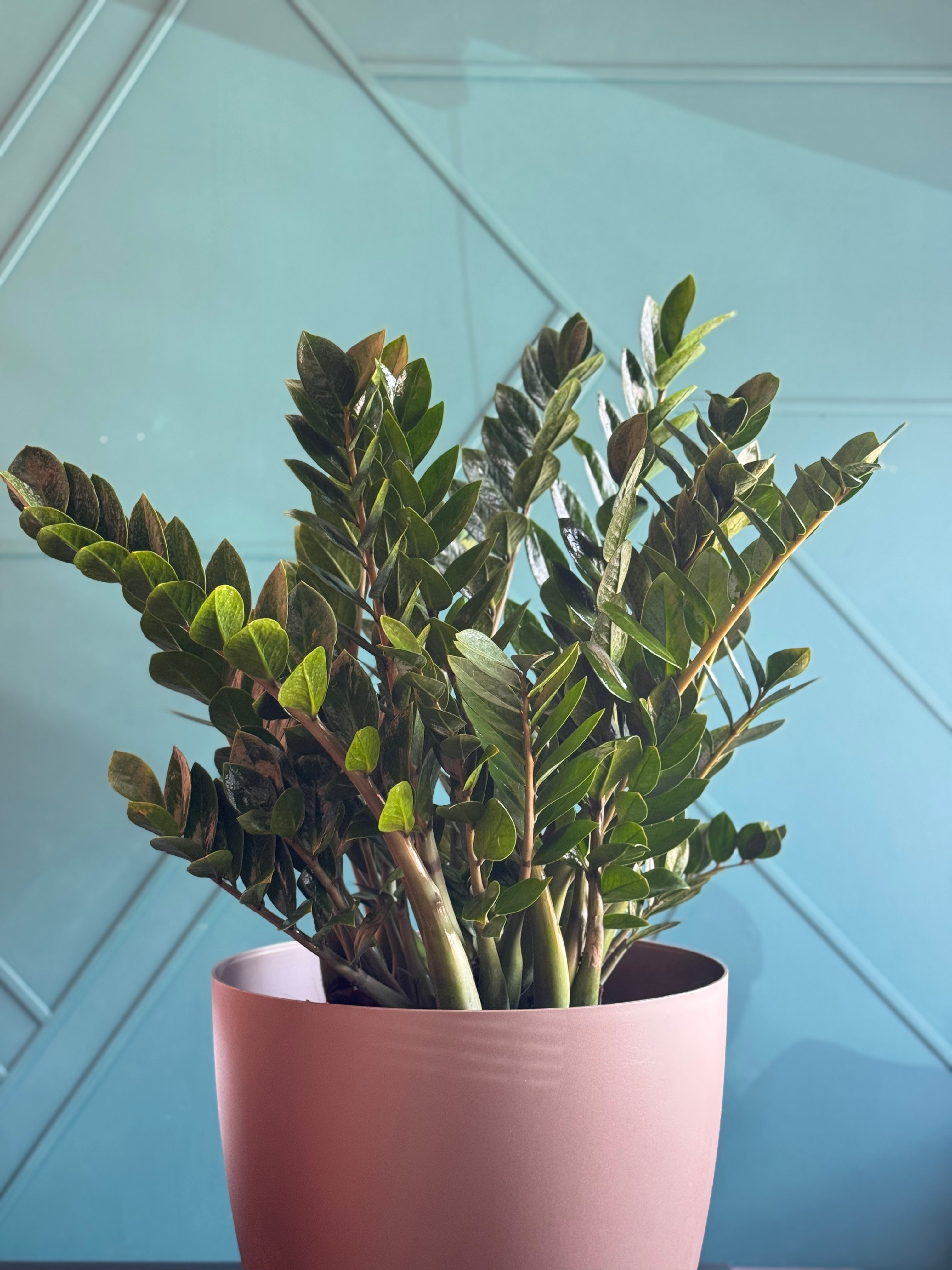ZZ Plant (Zamioculcas zamiifolia) - Extra Large