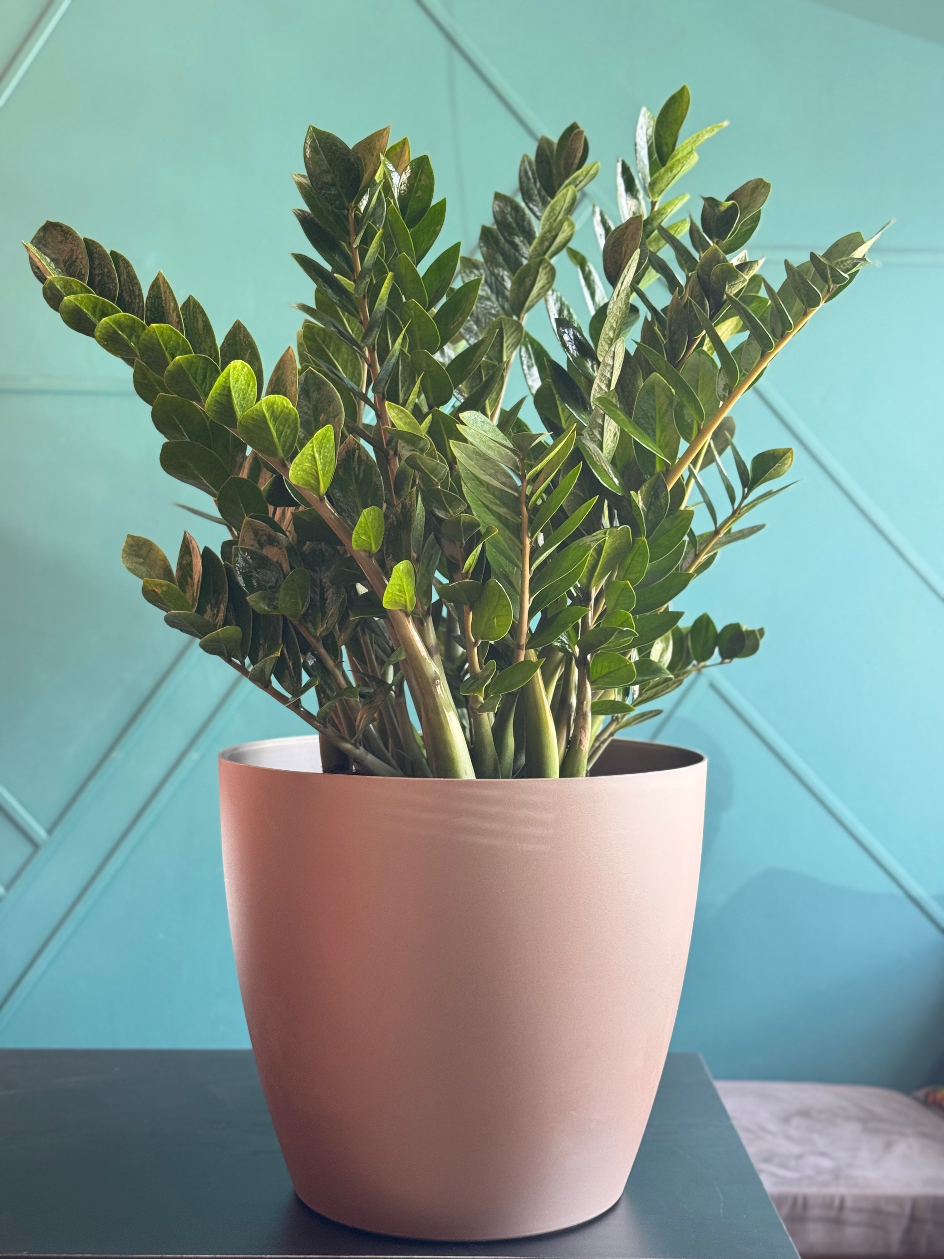 ZZ Plant (Zamioculcas zamiifolia) - Extra Large